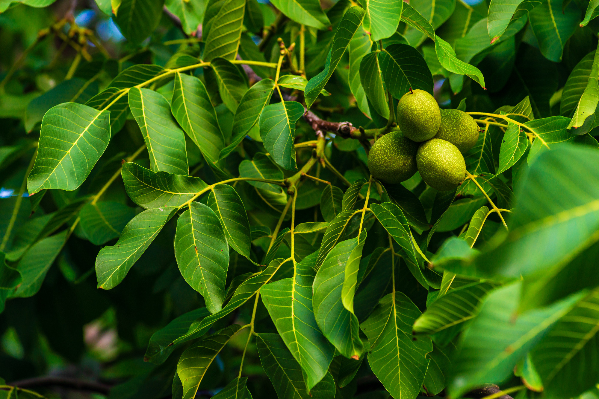 Green walnuts growing on a tree, close up, waiting to be harvest