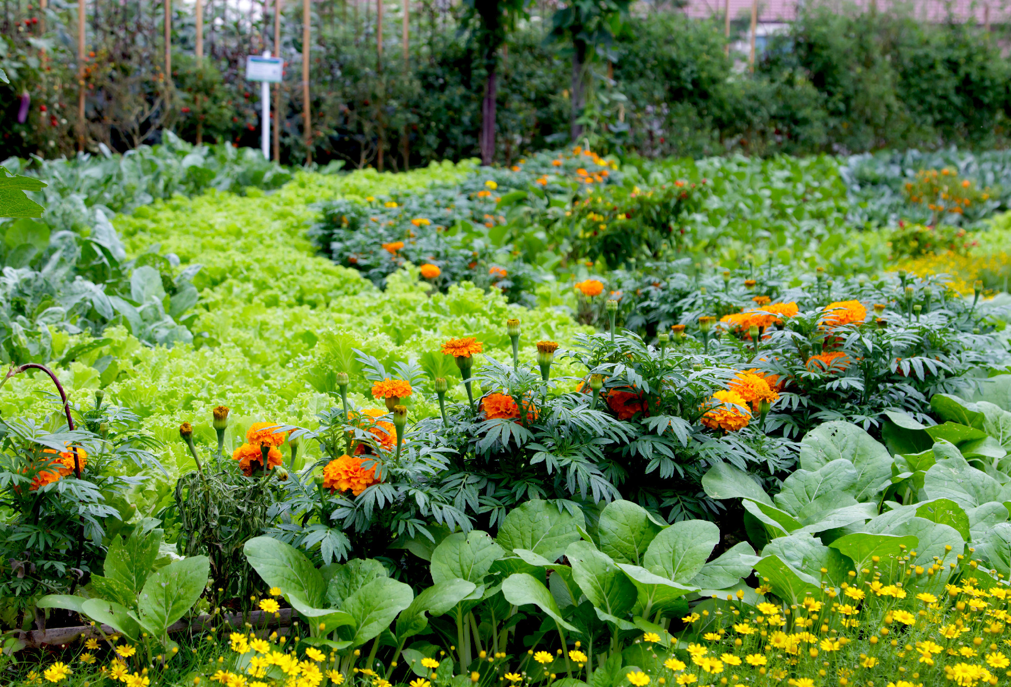 Green garden