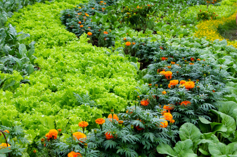 Gyomirtás természetesen – van vegyszermentes megoldás, csak tenni kell érte