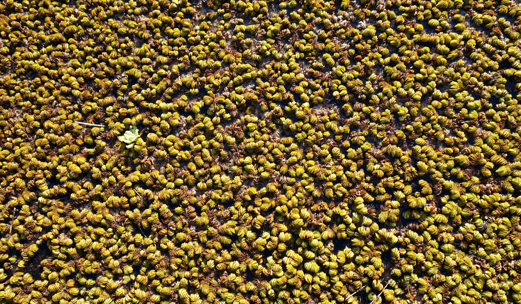 Nature photo of green Salvinia molesta leaf texture in park pond. Wide view of natural plant pattern and foliage in water. Ideal for ecosystem website background and botanical material design.
