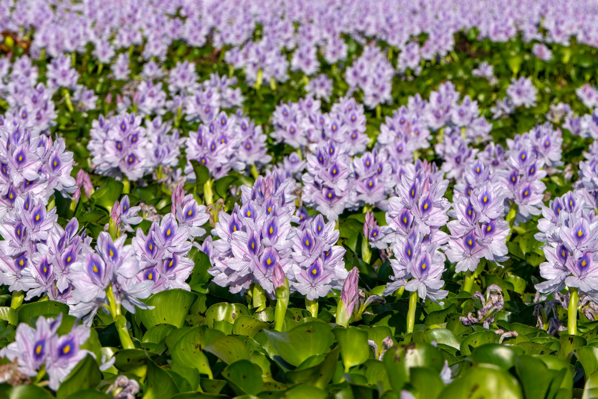 City pond overgrown with violet flowers water hyacinths.