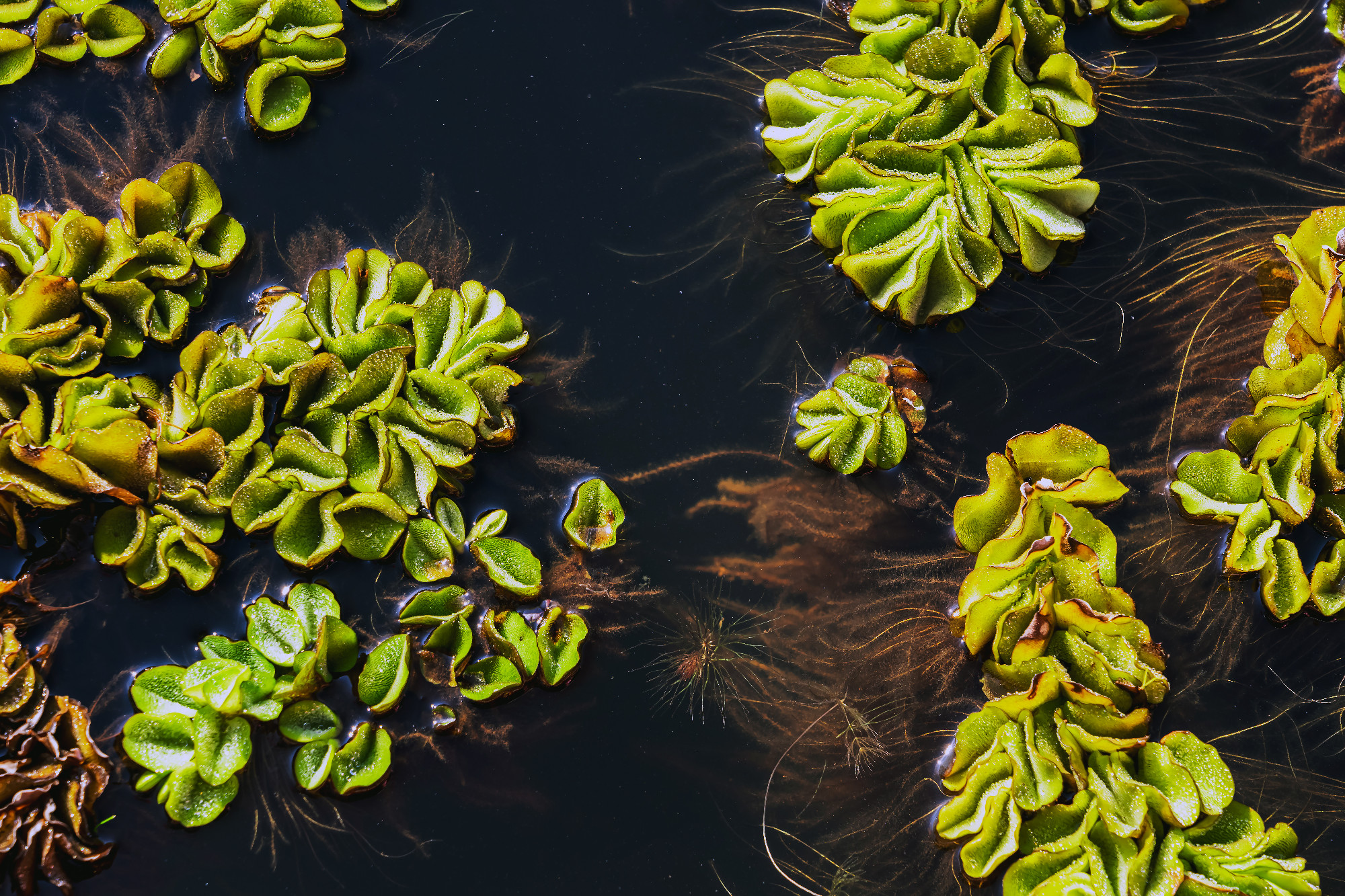 Fresh and green leaves of African payal, Giant salvinia, Kariba
