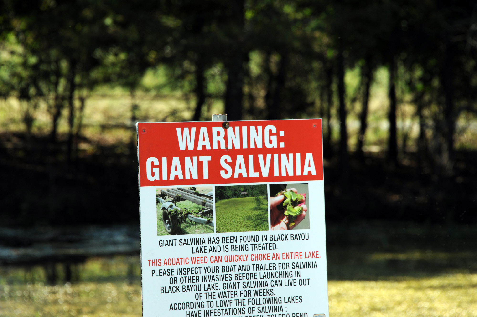 Giant Salvinia Warning