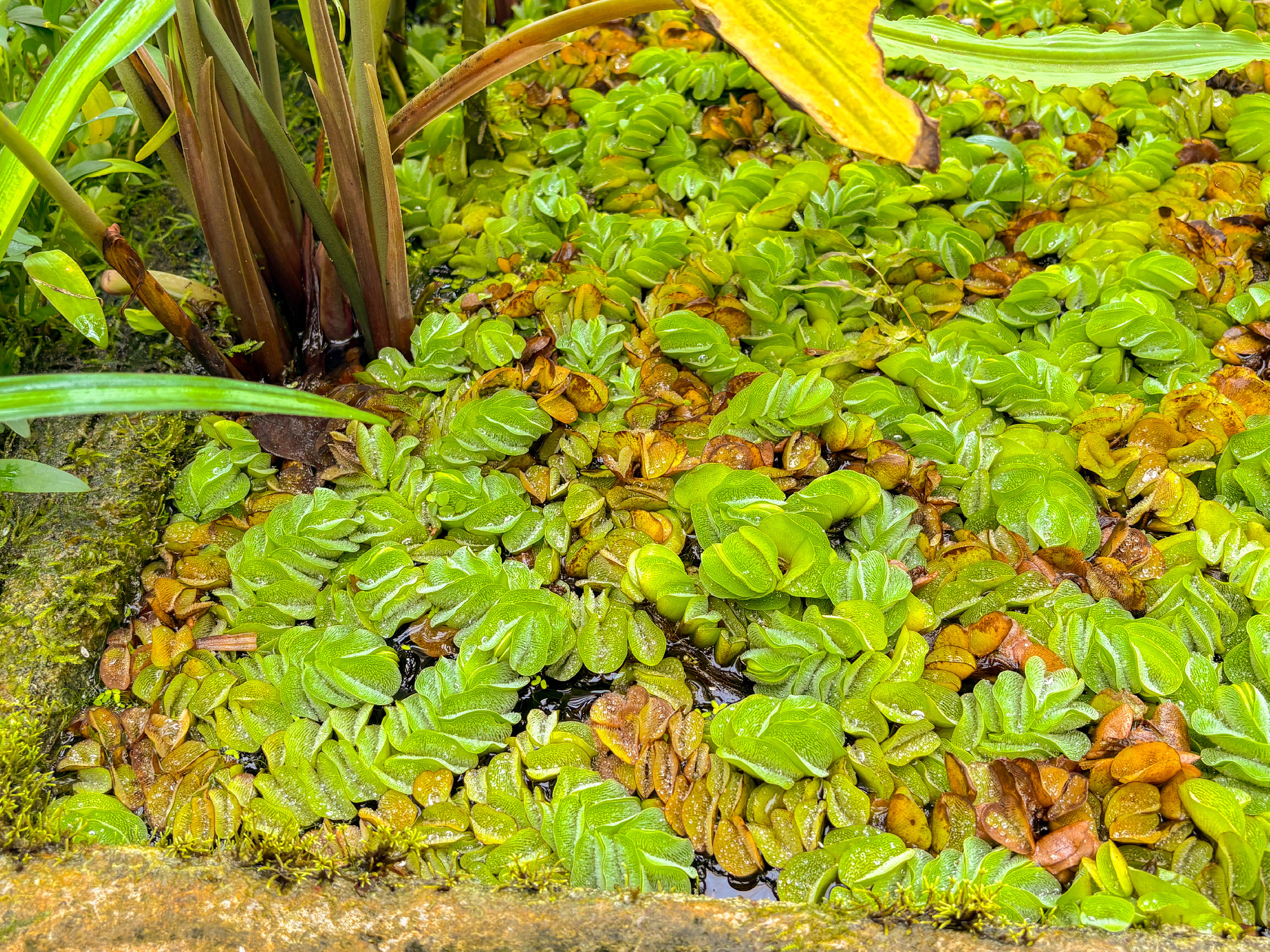 Kariba weed or Salvinia Molesta plant in Saint Gallen in Switzerland