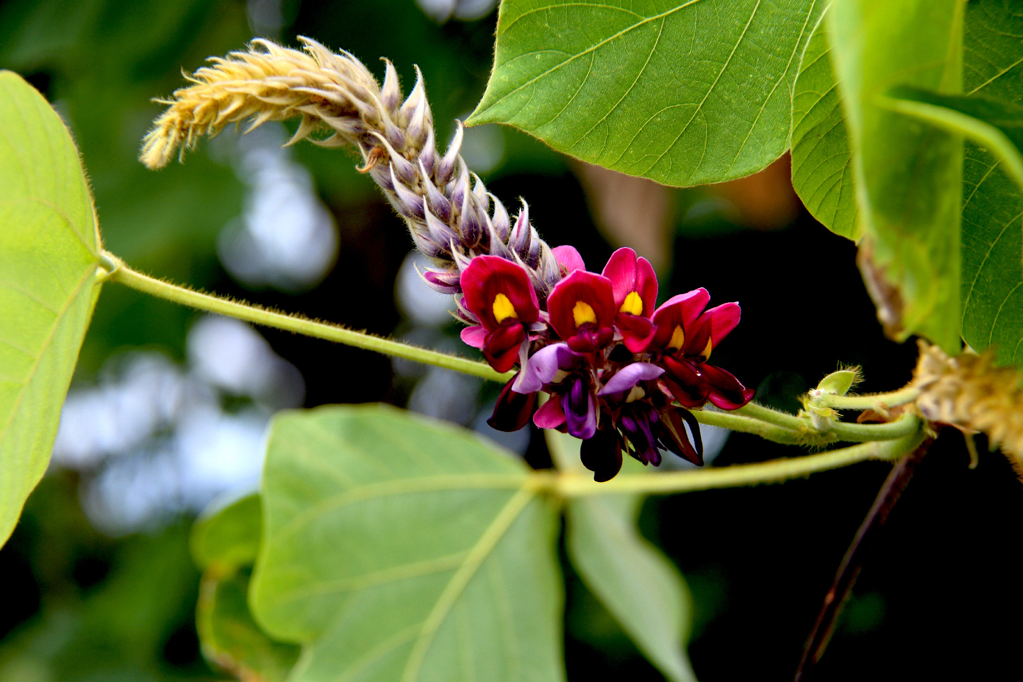 Invazív növények: kudzu, a japán fojtóbab