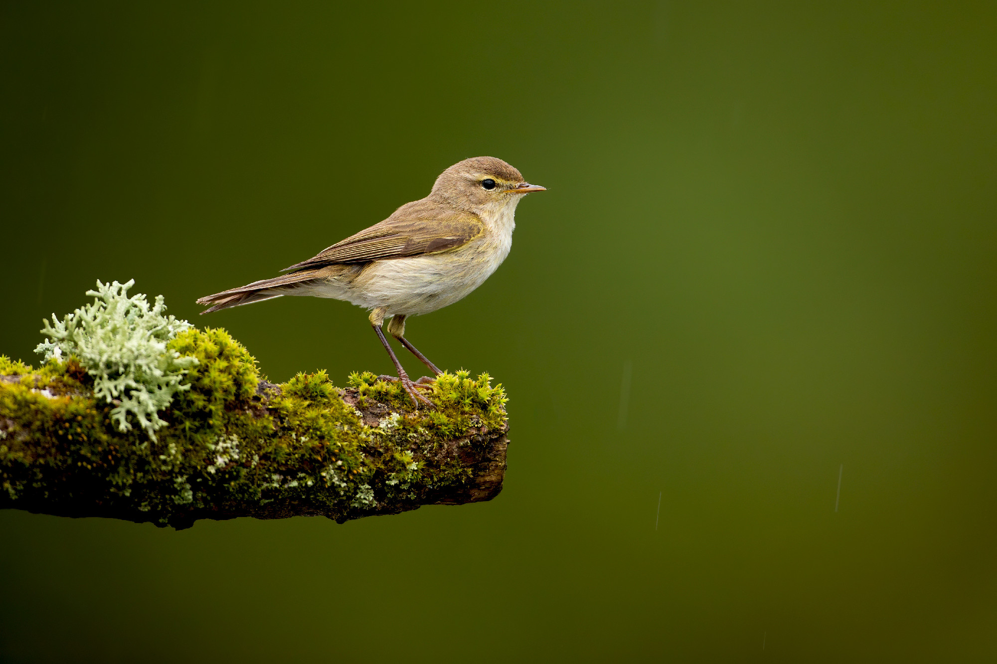 Female icterine warbler sitting on twig covered in green moss in