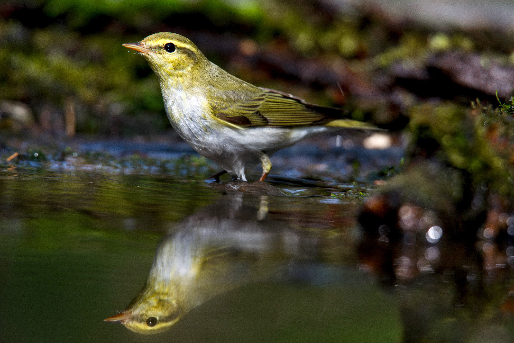 Icterine Warbler, Hippolais icterina in the wild nature on a gre