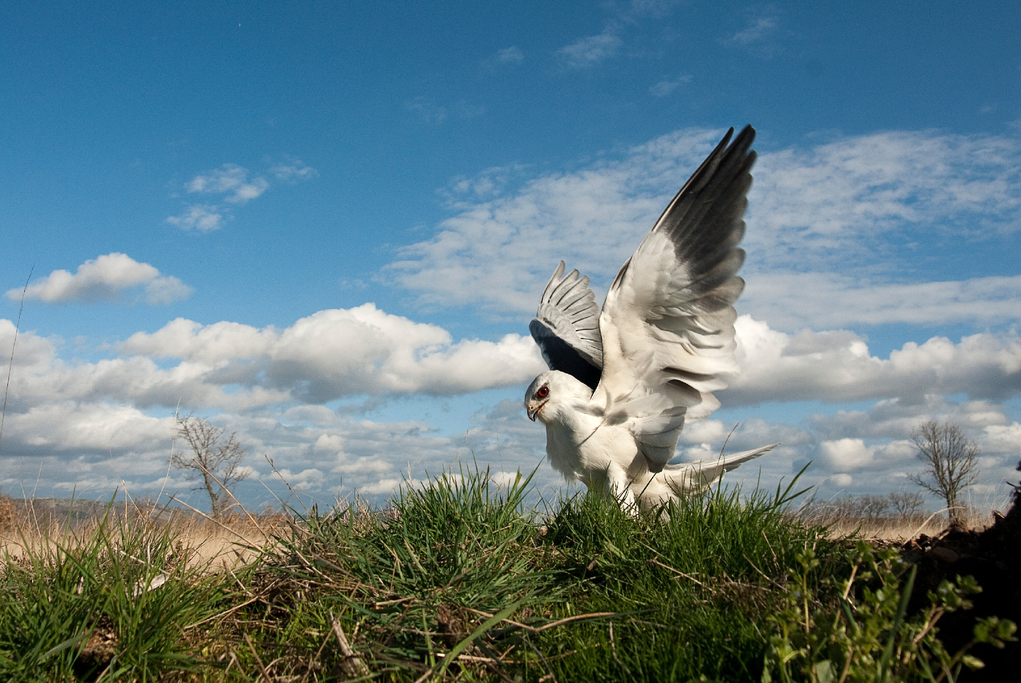 Black-shouldered kite (Elanus caeruleus), with open wings and la