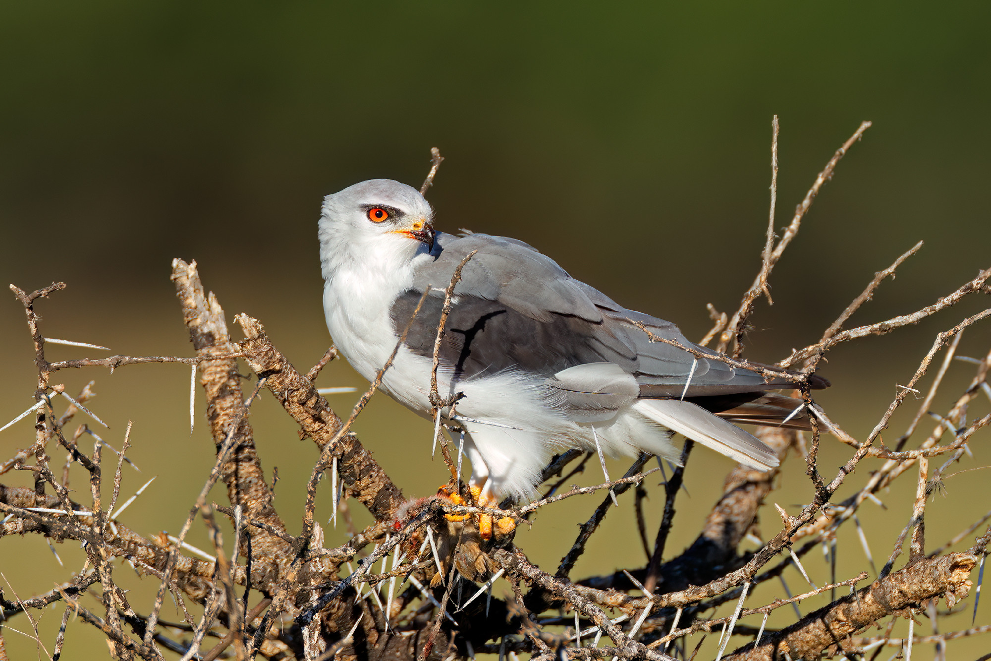 Black-shouldered kite with prey