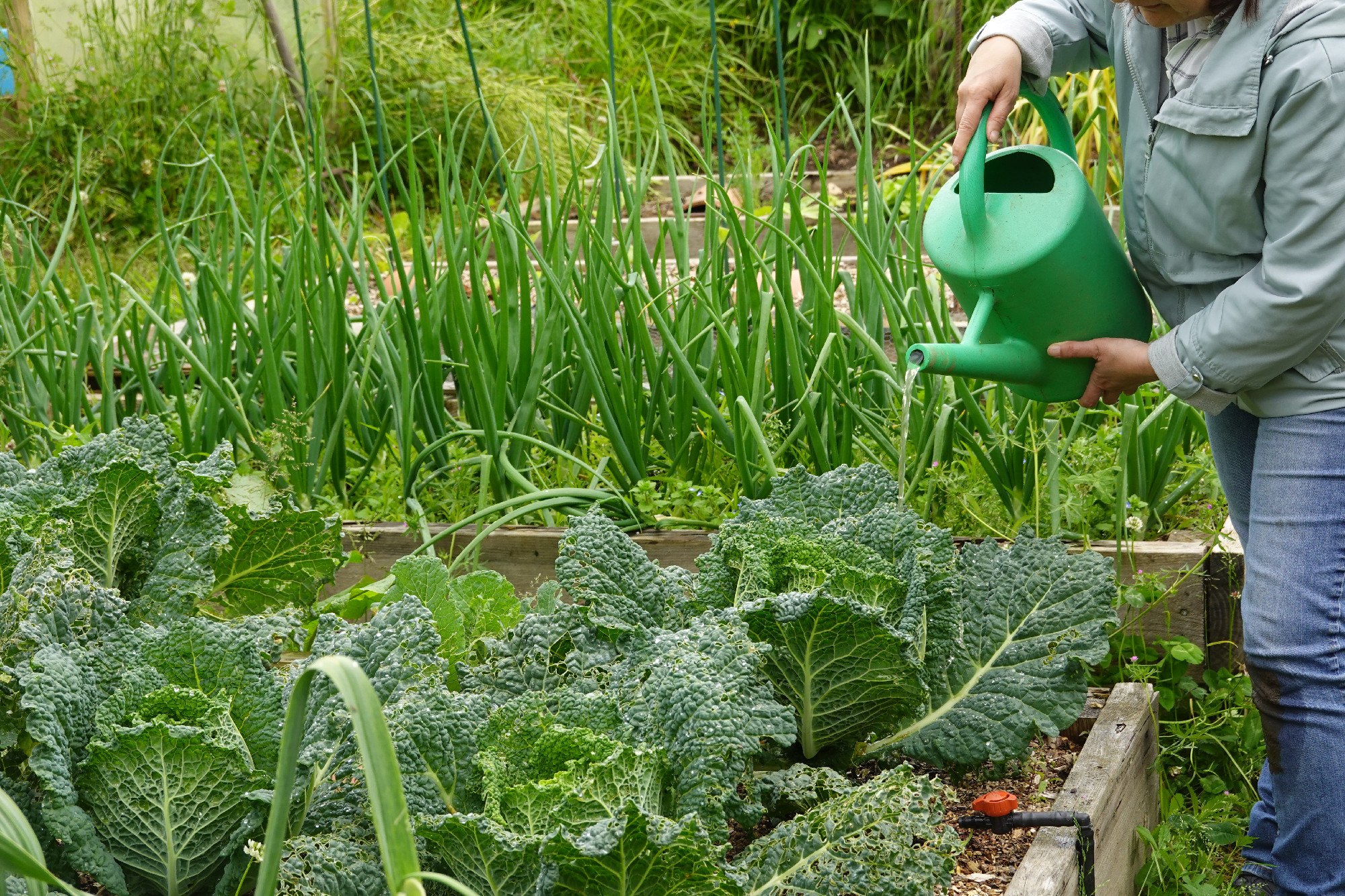 growing cabbage in the vegetable garden. woman watering cabbage plants with a watering can in the vegetable garden.