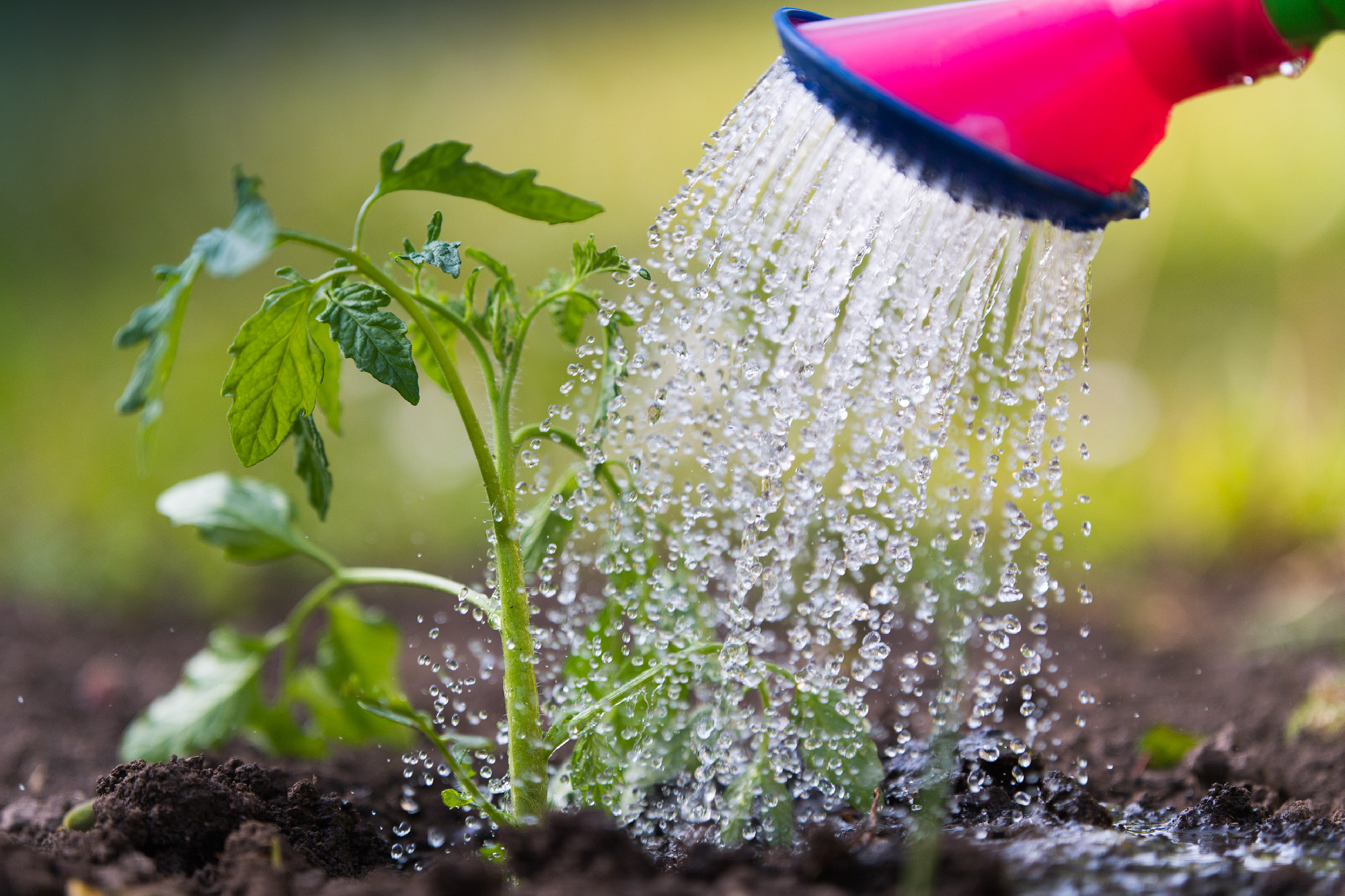 Watering seedling tomato in greenhouse garden
