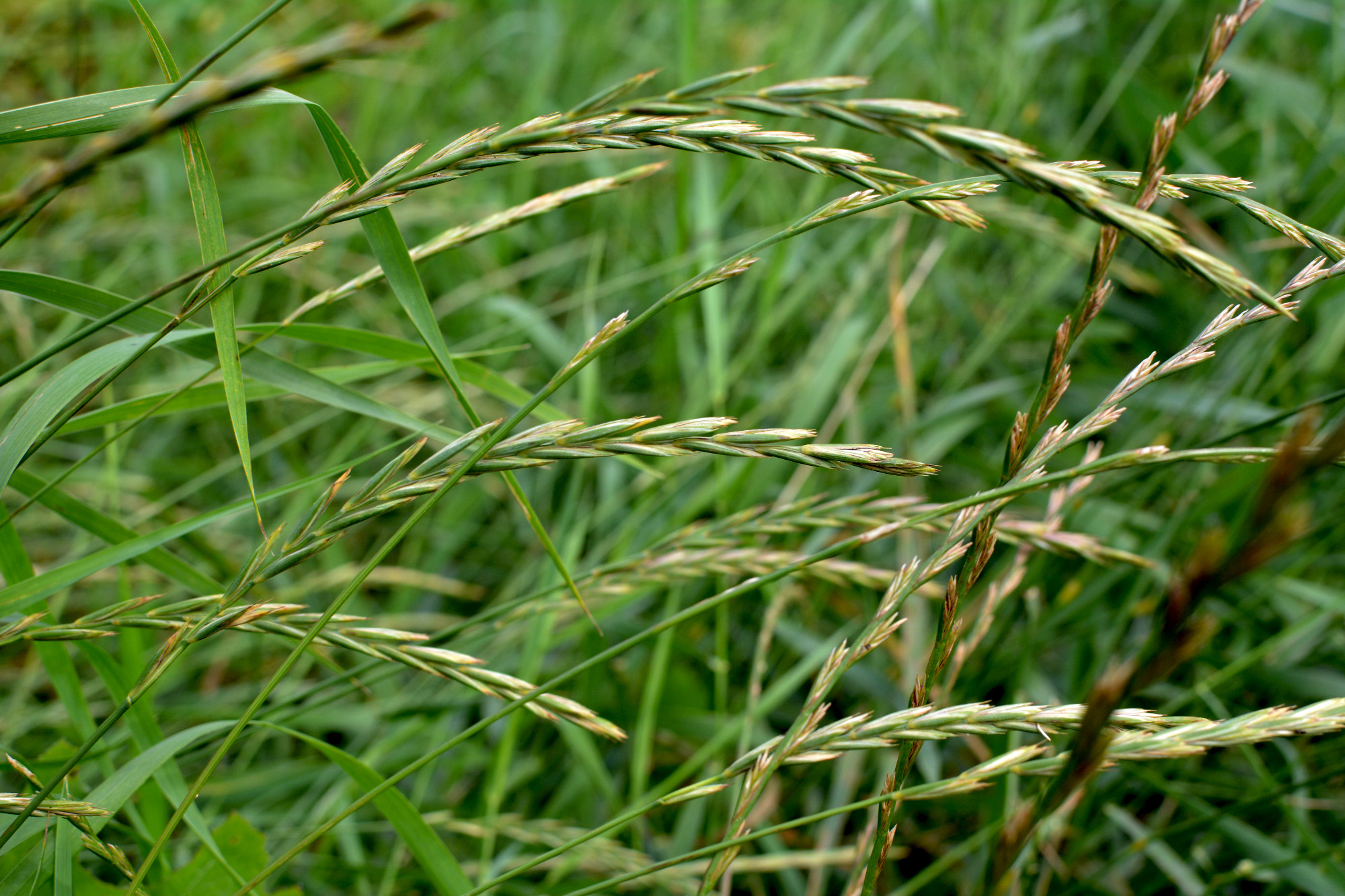 In the meadow growing cereal plant couch grass (Elymus repens)