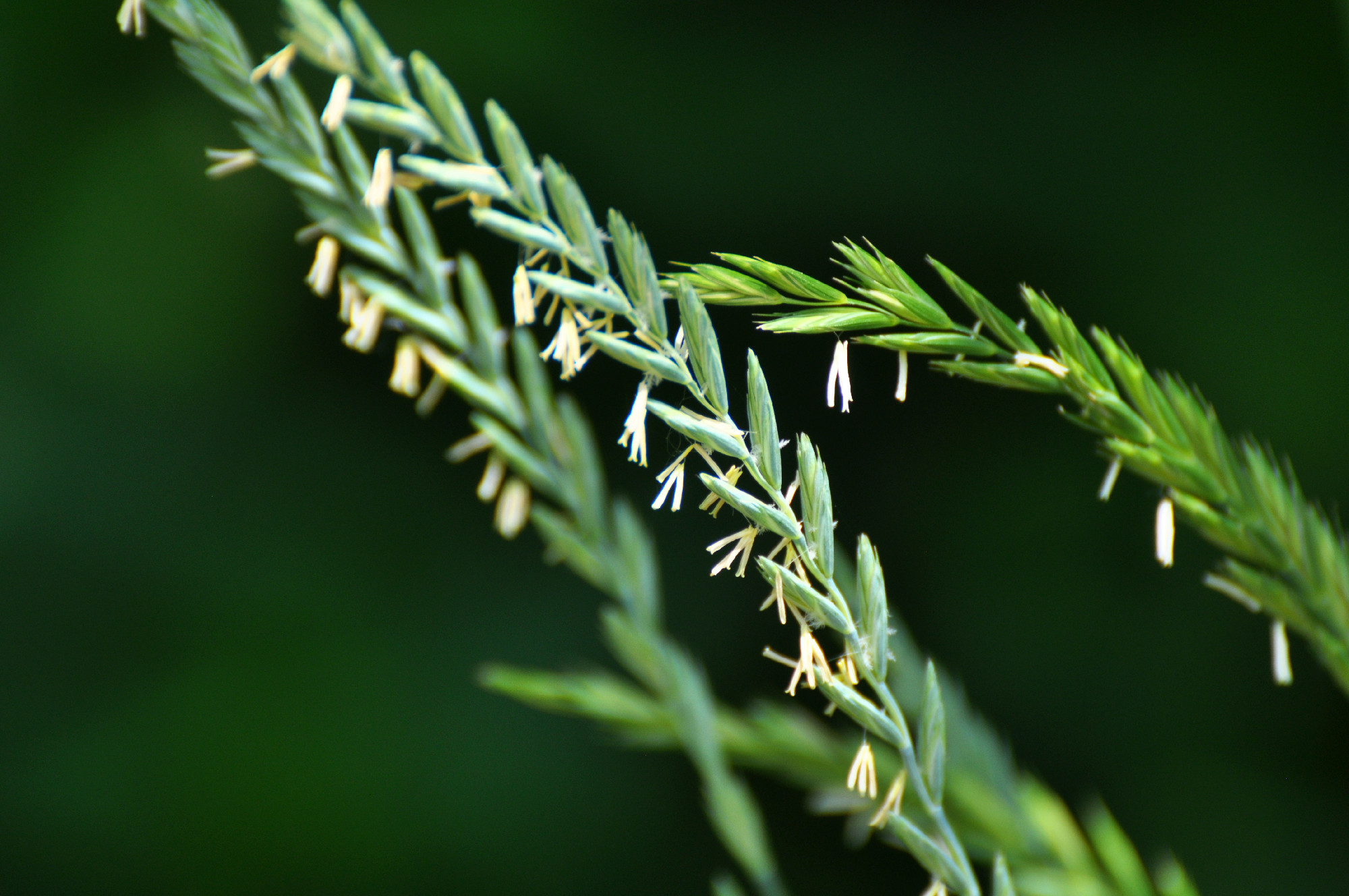 In the meadow growing cereal plant grass Elymus repens
