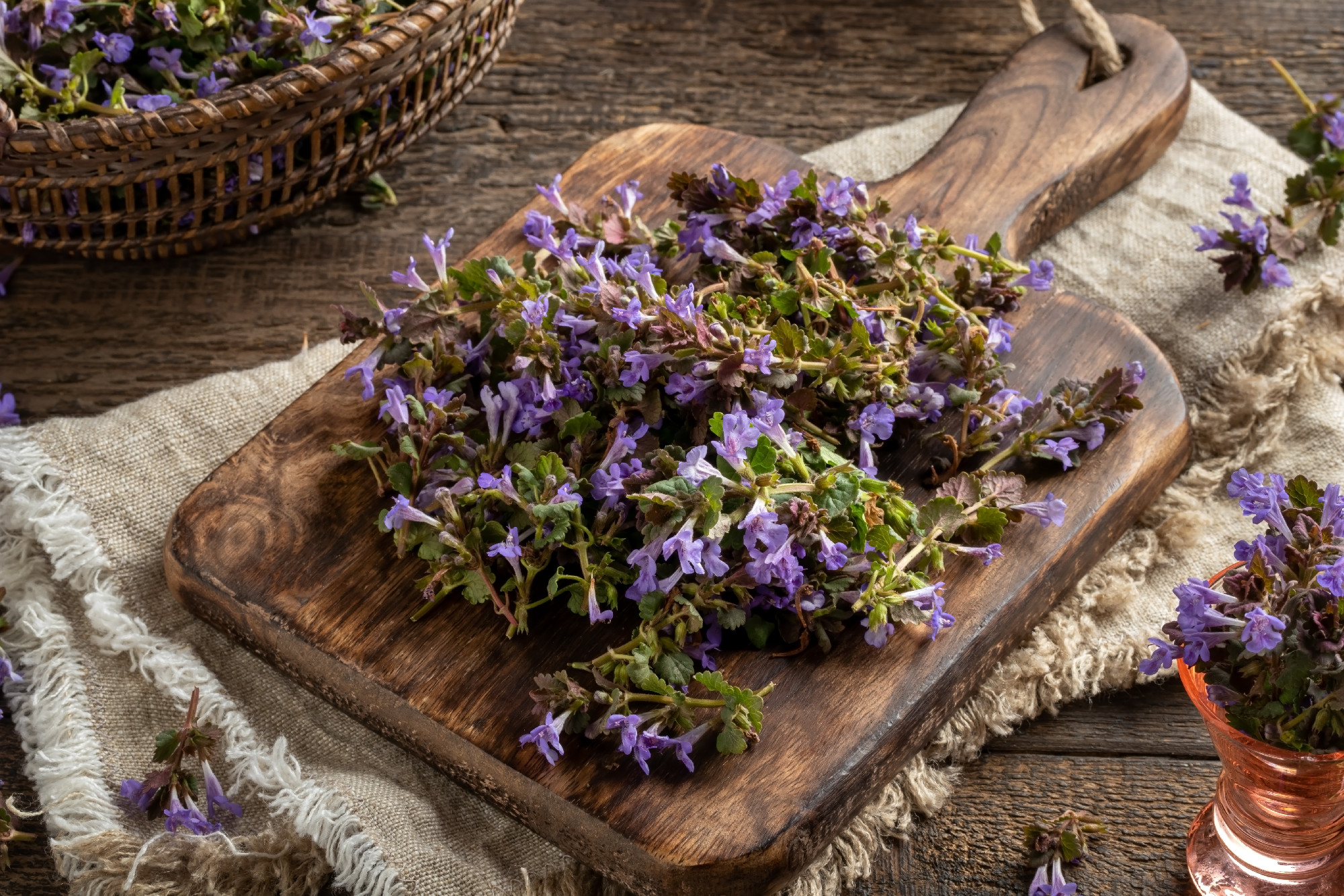 Fresh ground-ivy flowers on a cutting board