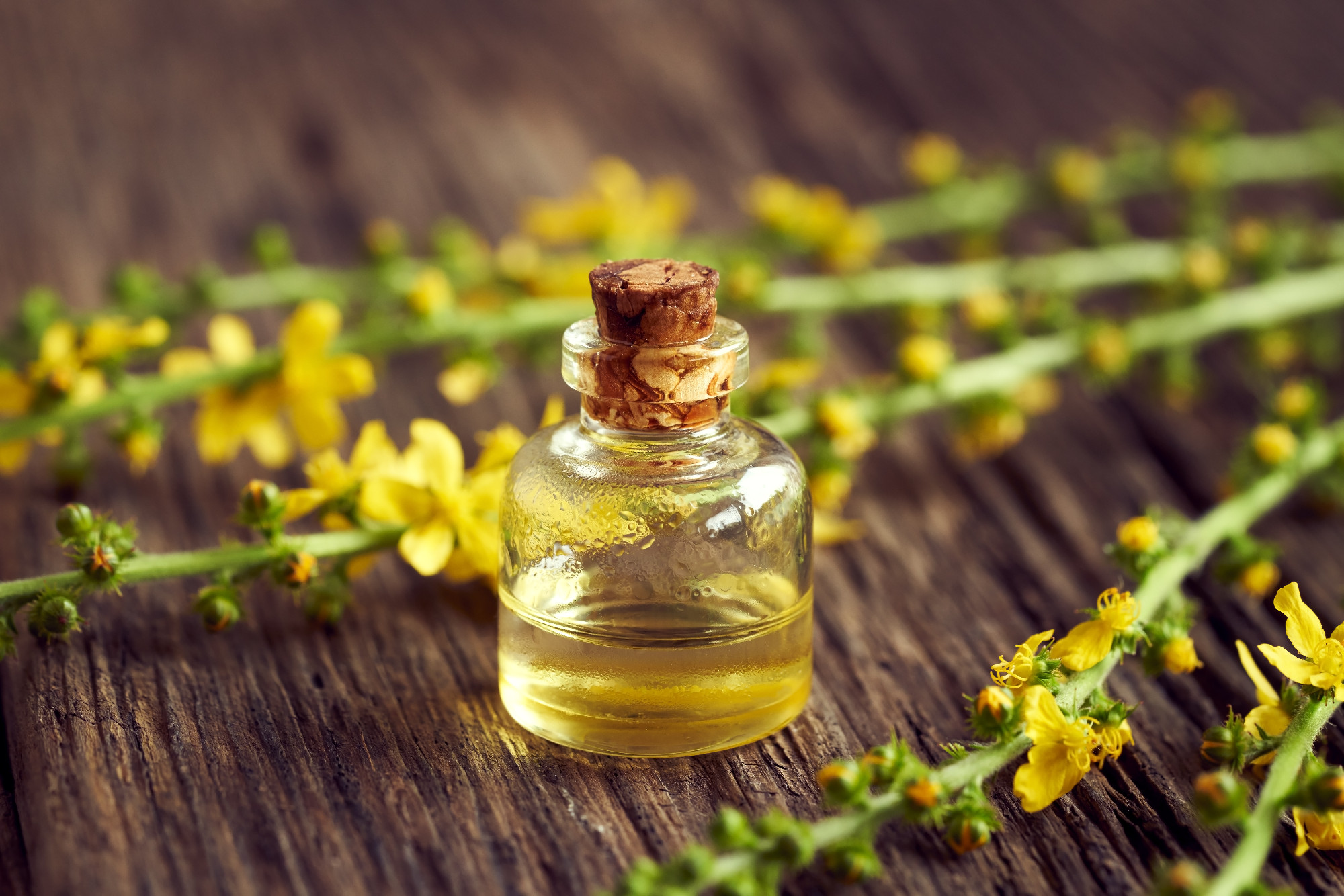A bottle of essential oil with fresh blooming agrimony