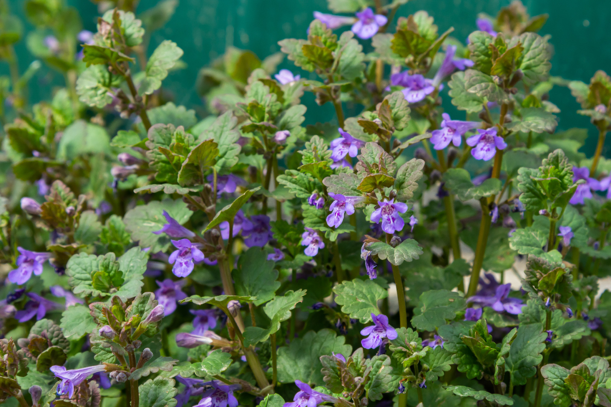 Beautiful Natural Herbal Blue Flowers Glechoma Hederacea Growing On Meadow In Springtime