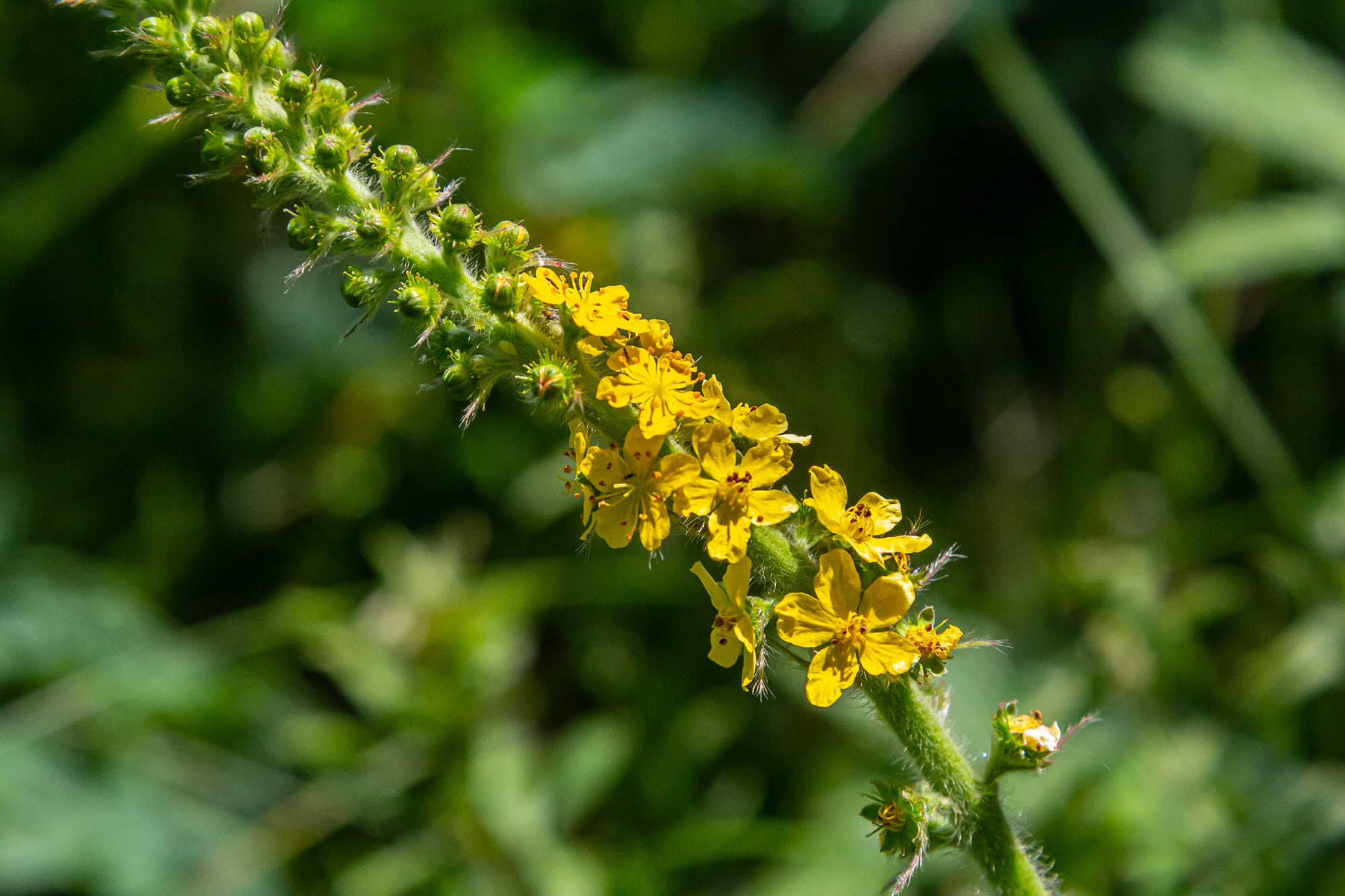Summer in the wild among wild grasses is blooming agrimonia eupatoria.Medicinal plant