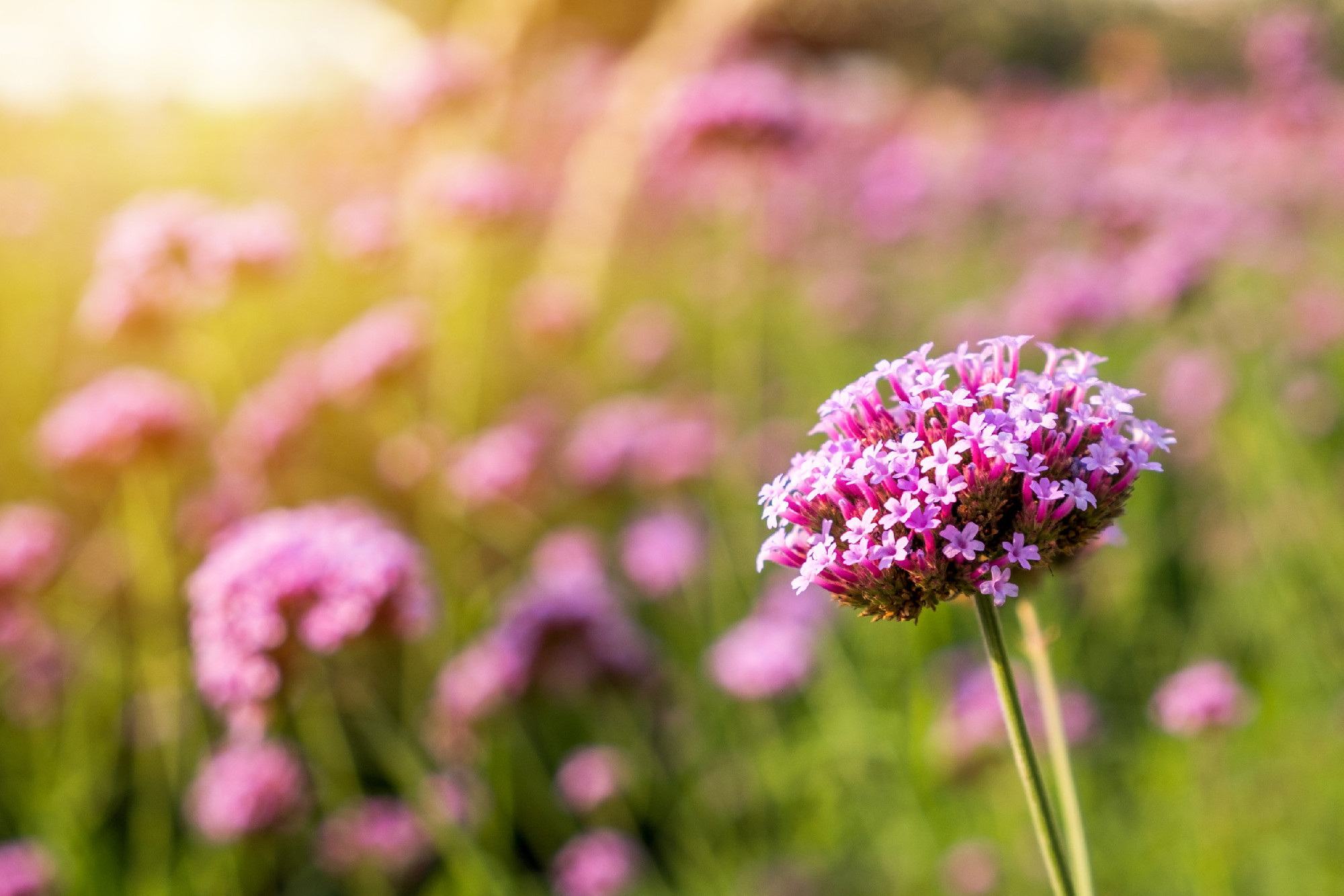 Purple Verbena tiny flowers in the garden with sunshine backgrou