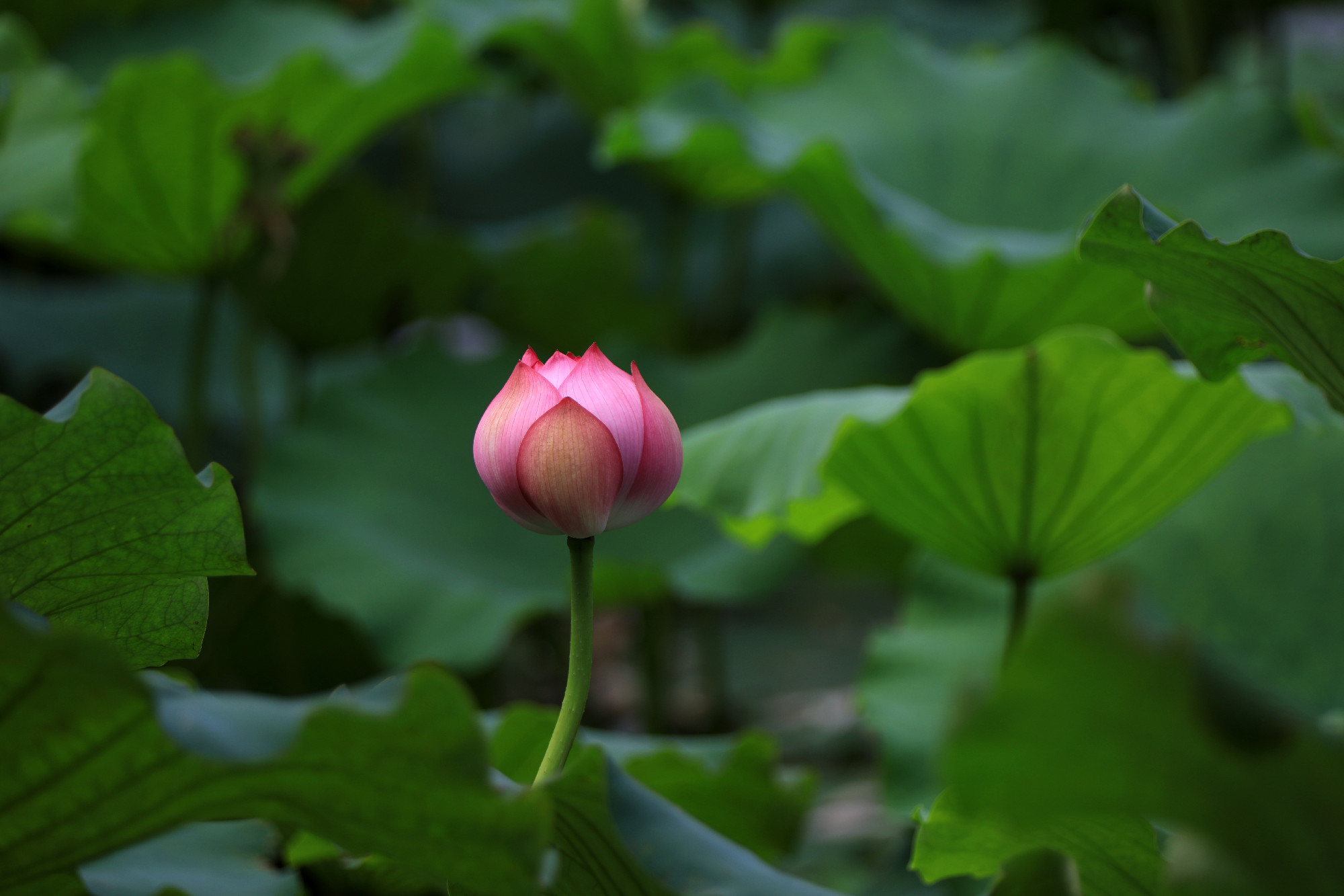 Lotus in a pond, northern China