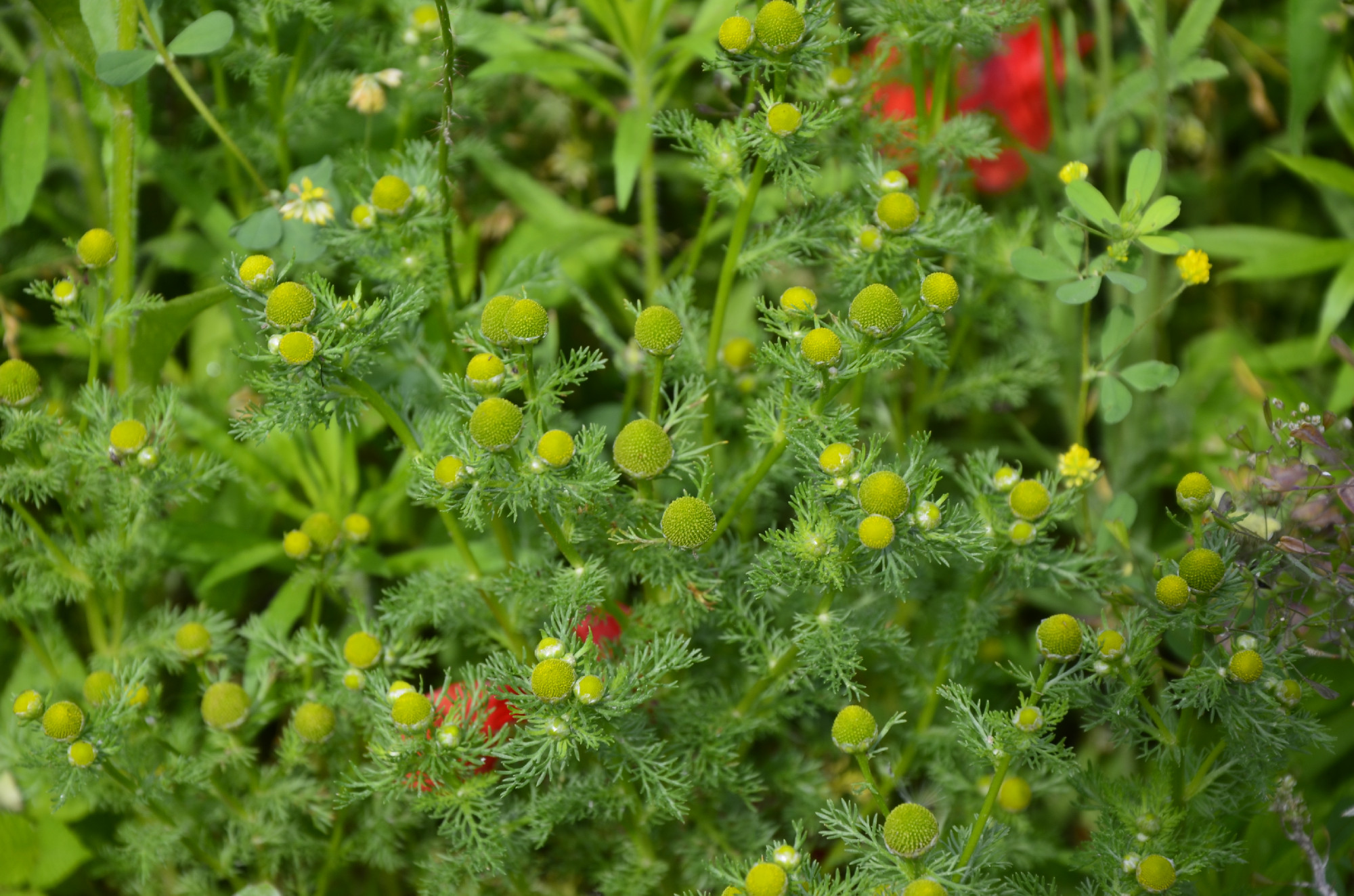 Wild chamomile, Matricaria discoidea, growing and blooming on gravel