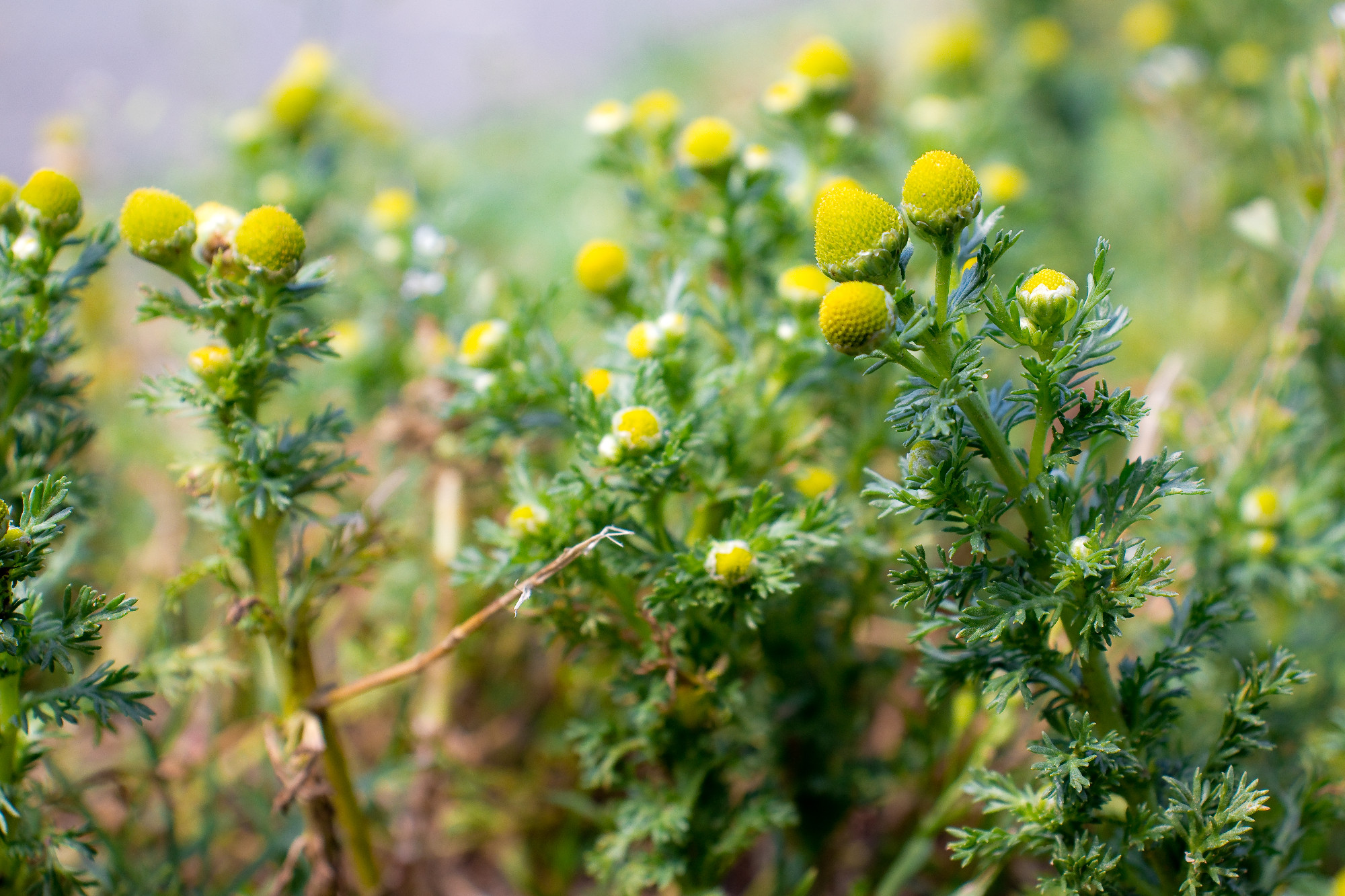 Matricaria discoidea