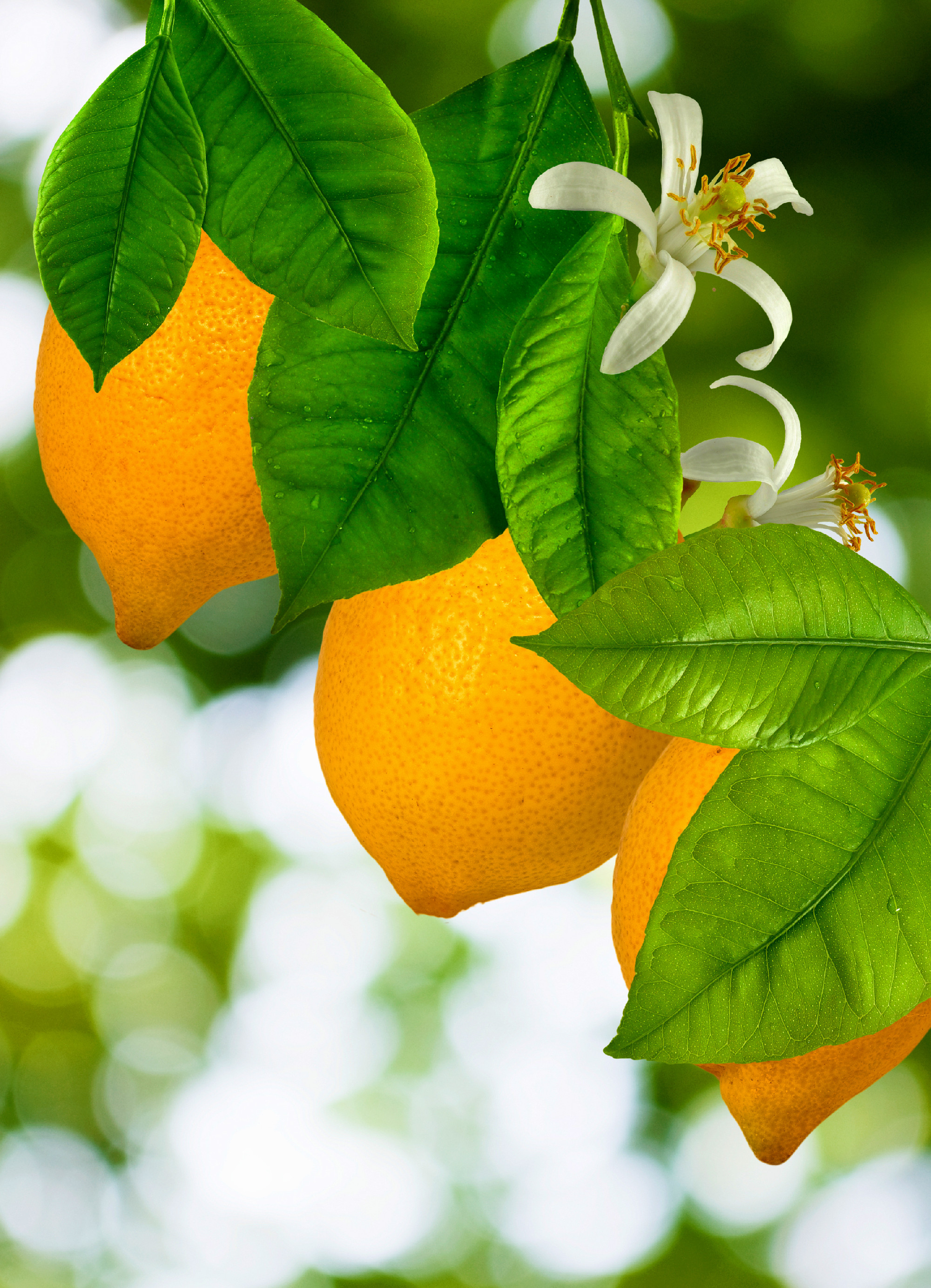 Limonádéút a múltba – mindent a citromról