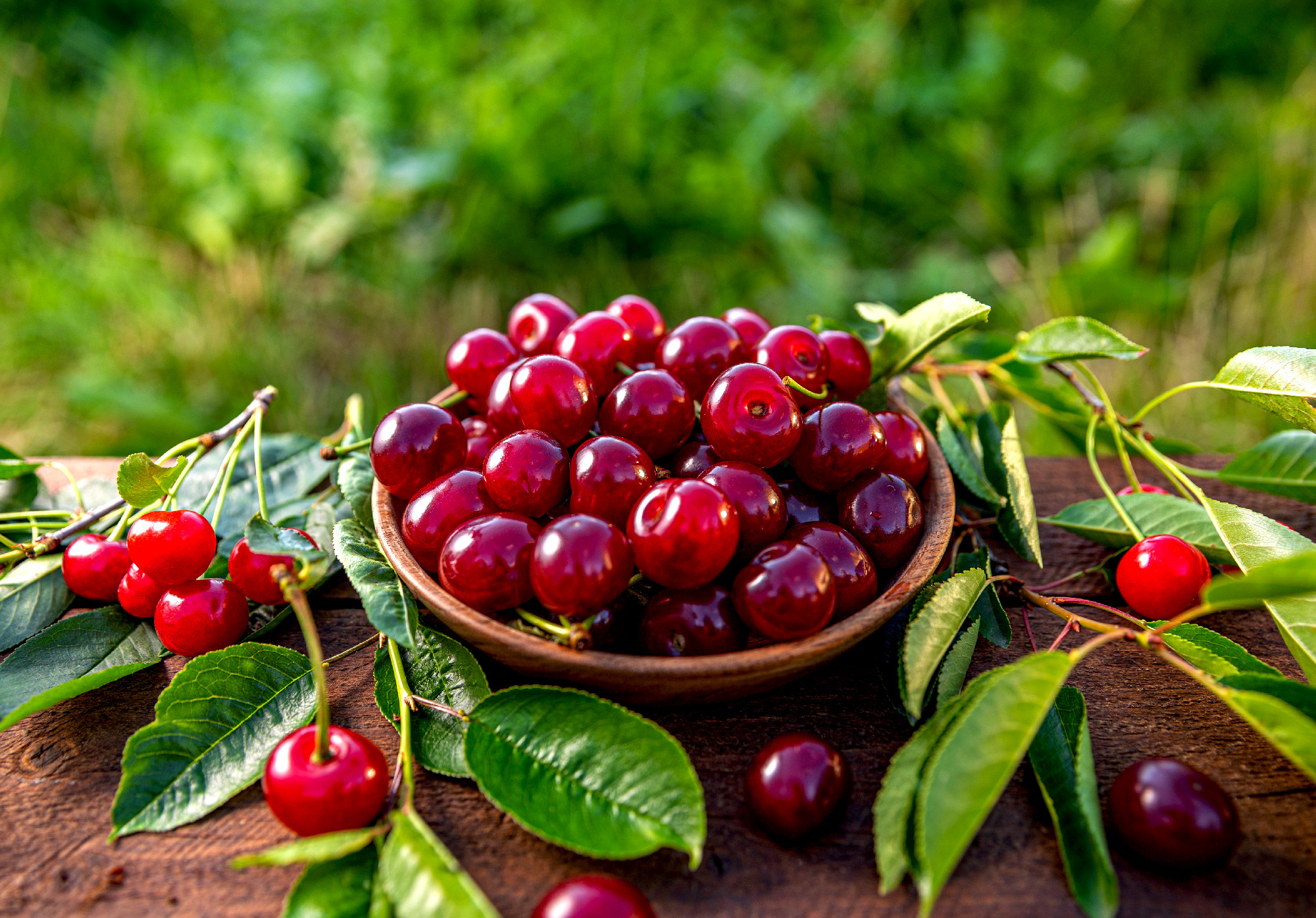 Juicy sour cherries