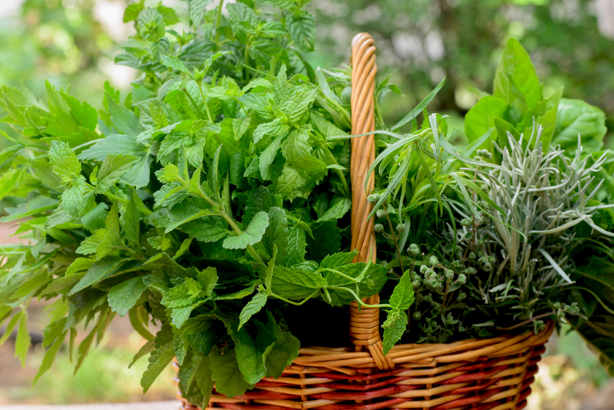herbs in basket macro