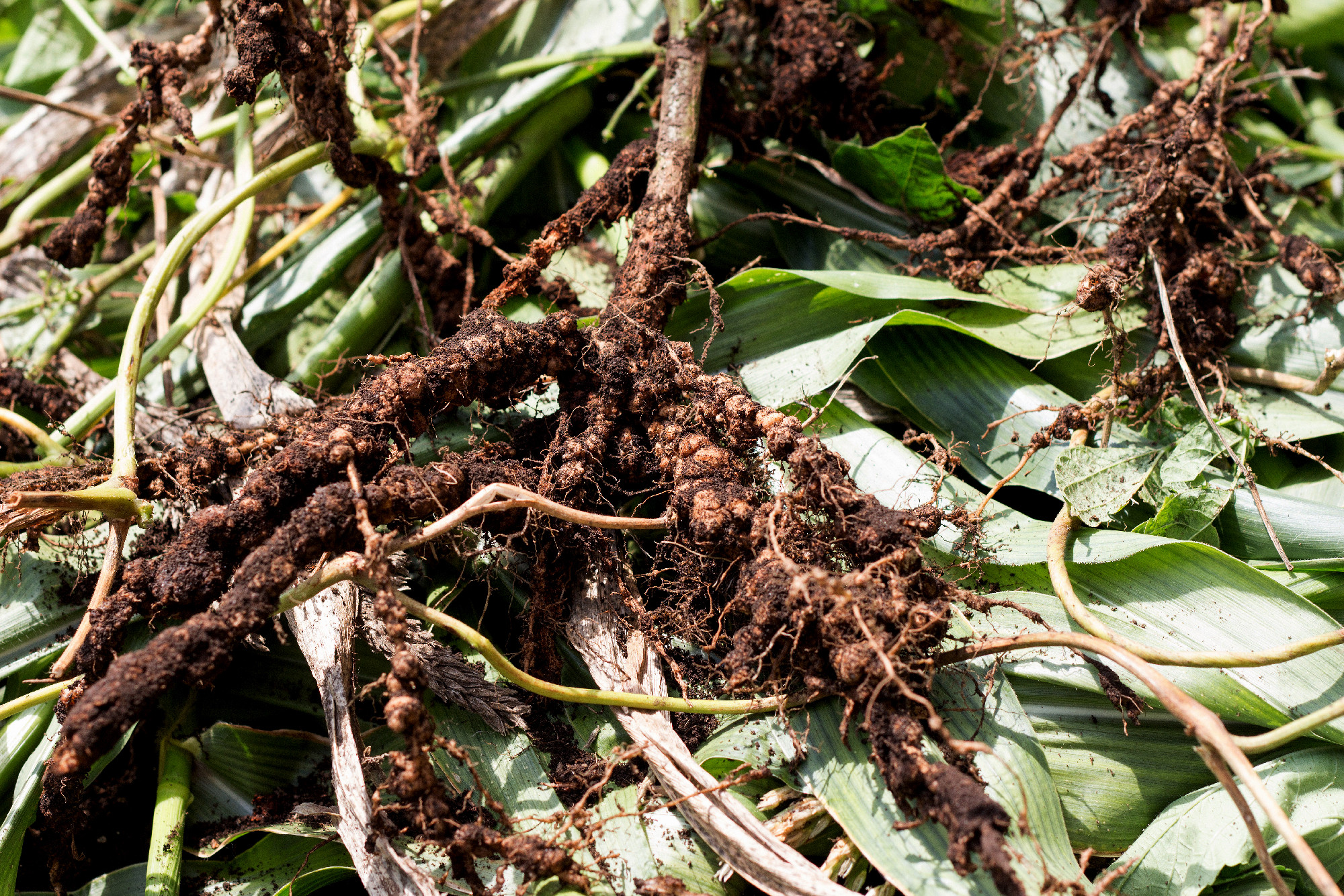 Rhizobium also known as a root noodle bacteria