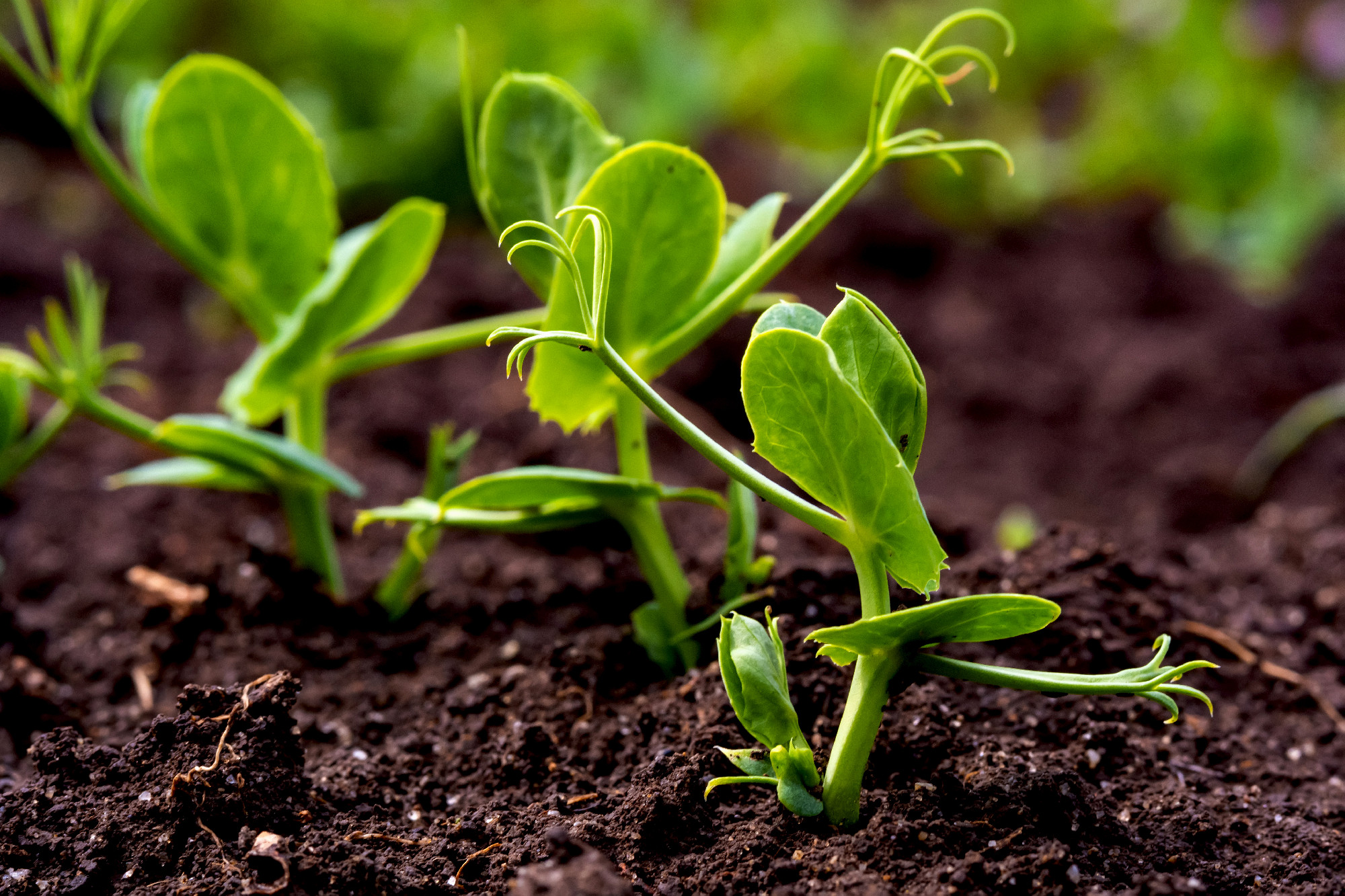 sprouts of young peas in a field in rows