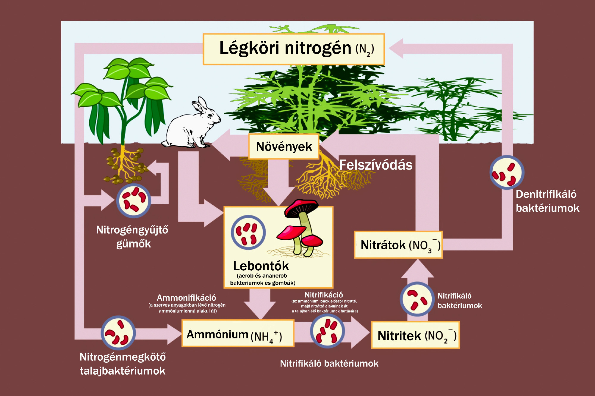 illustration of the nitrogen cycle