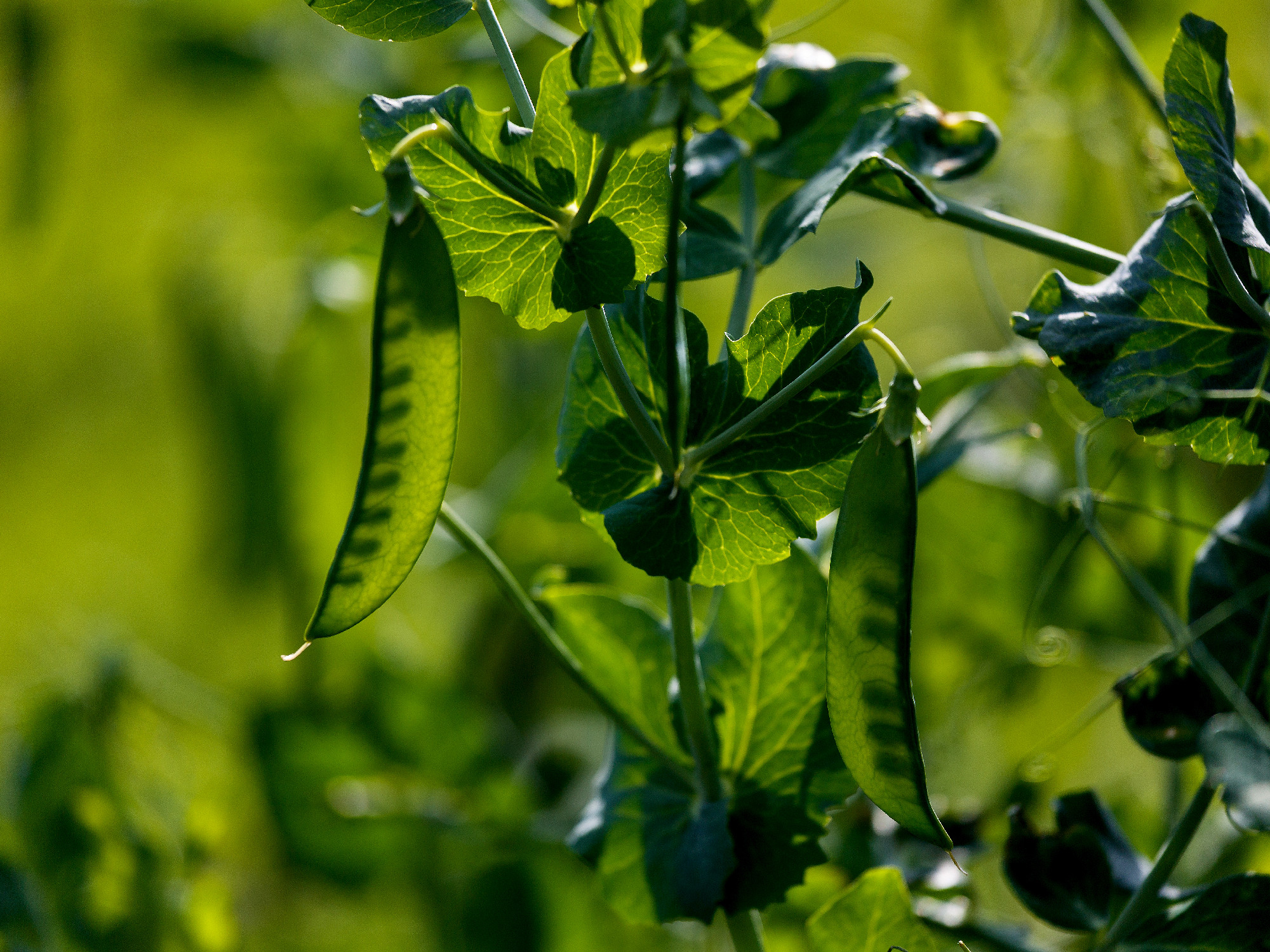 Peas grains translucent through a pod
