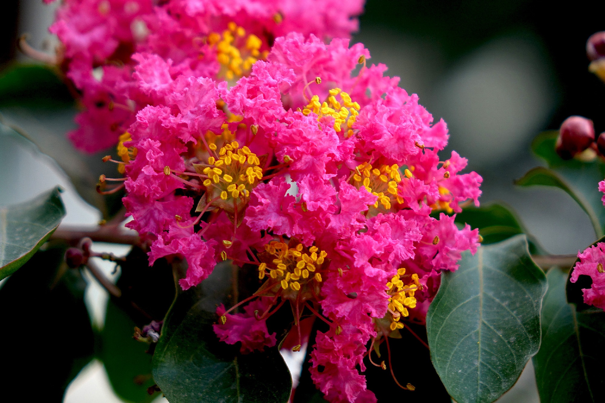 Lagerstroemia indica flowers blooming