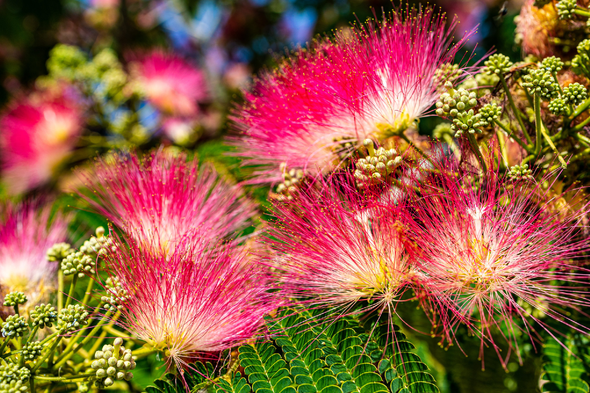 delicate Albizia Julibrissin tree on a warm sunny summer day in