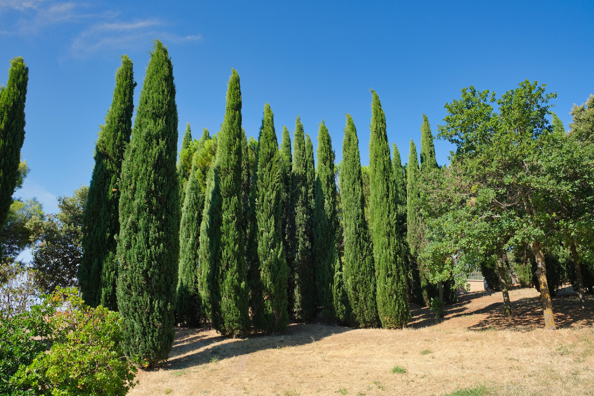 Cupressus sempervirens, the Mediterranean cypress in the park. South Italy.