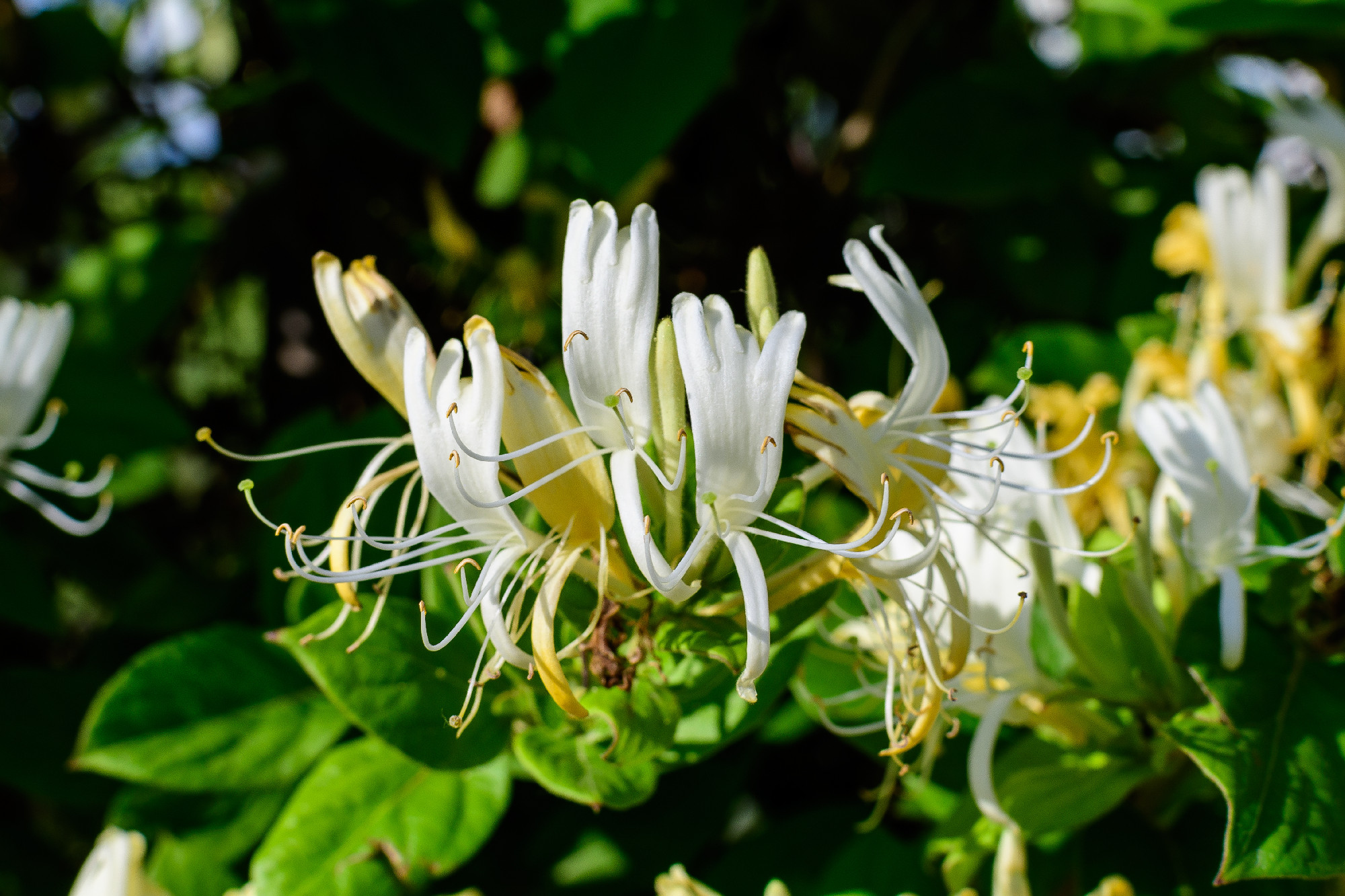 Green bush with fresh vivid yellow and white flowers of Lonicera