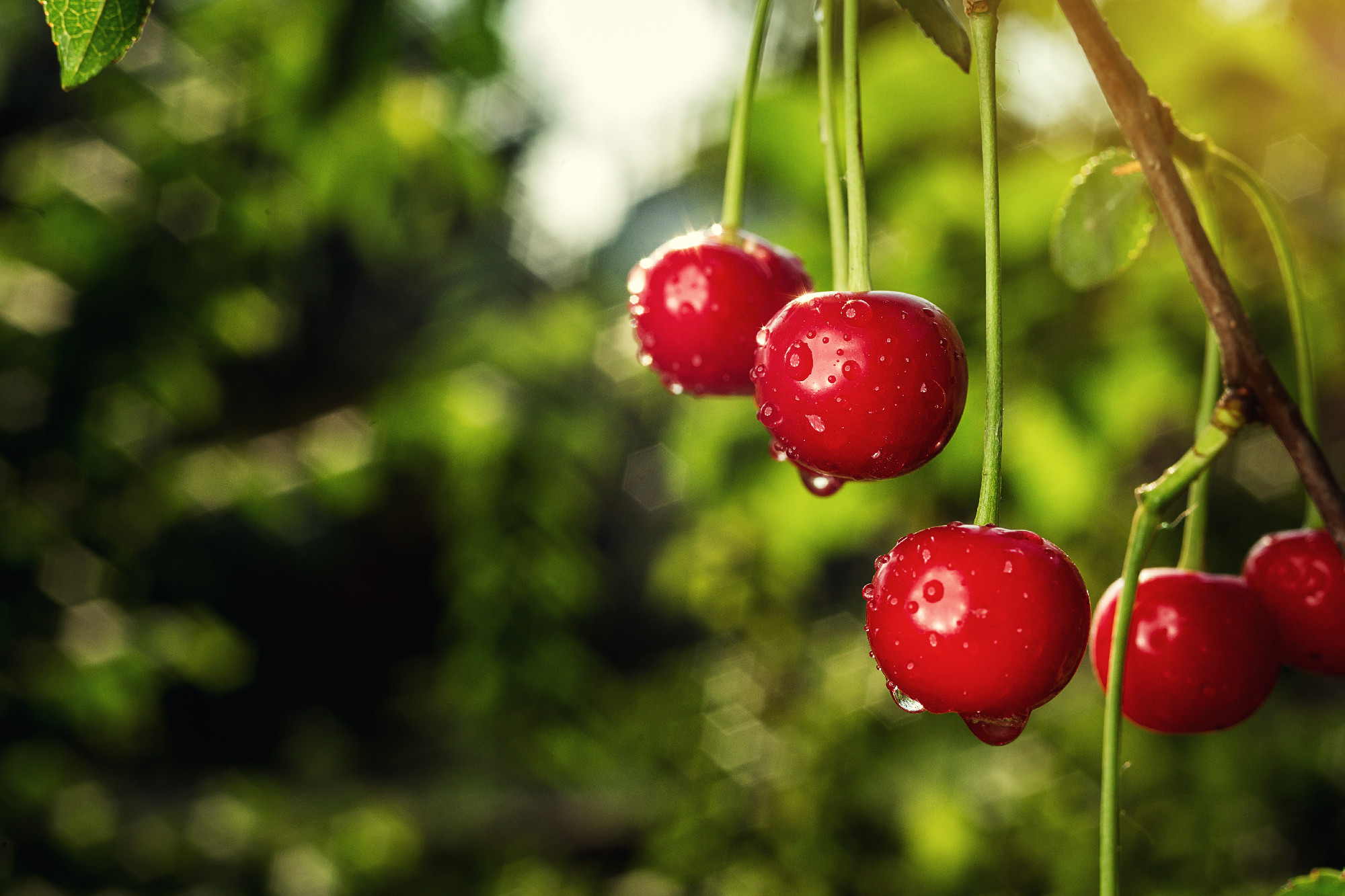 cherry orchard,Cherry tree,Ripe sour cherries growing on cherry 