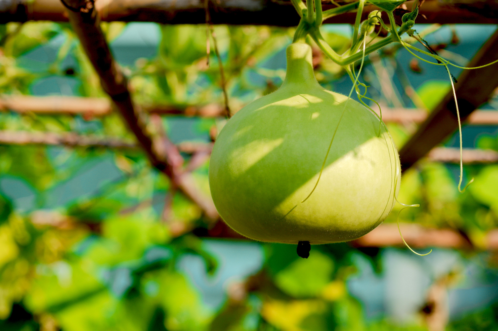 Spherical green Calabash gourd (Lagenaria siceraria (Molina) Sta