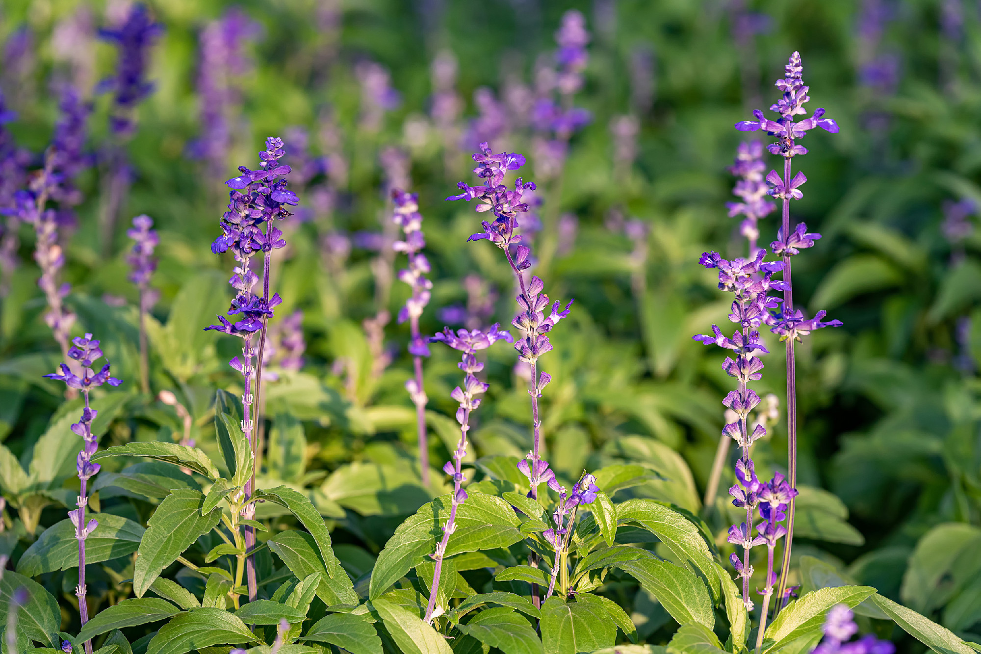 Blue Salvia flowers blooming at a garden in Chiang Mai, Thailand