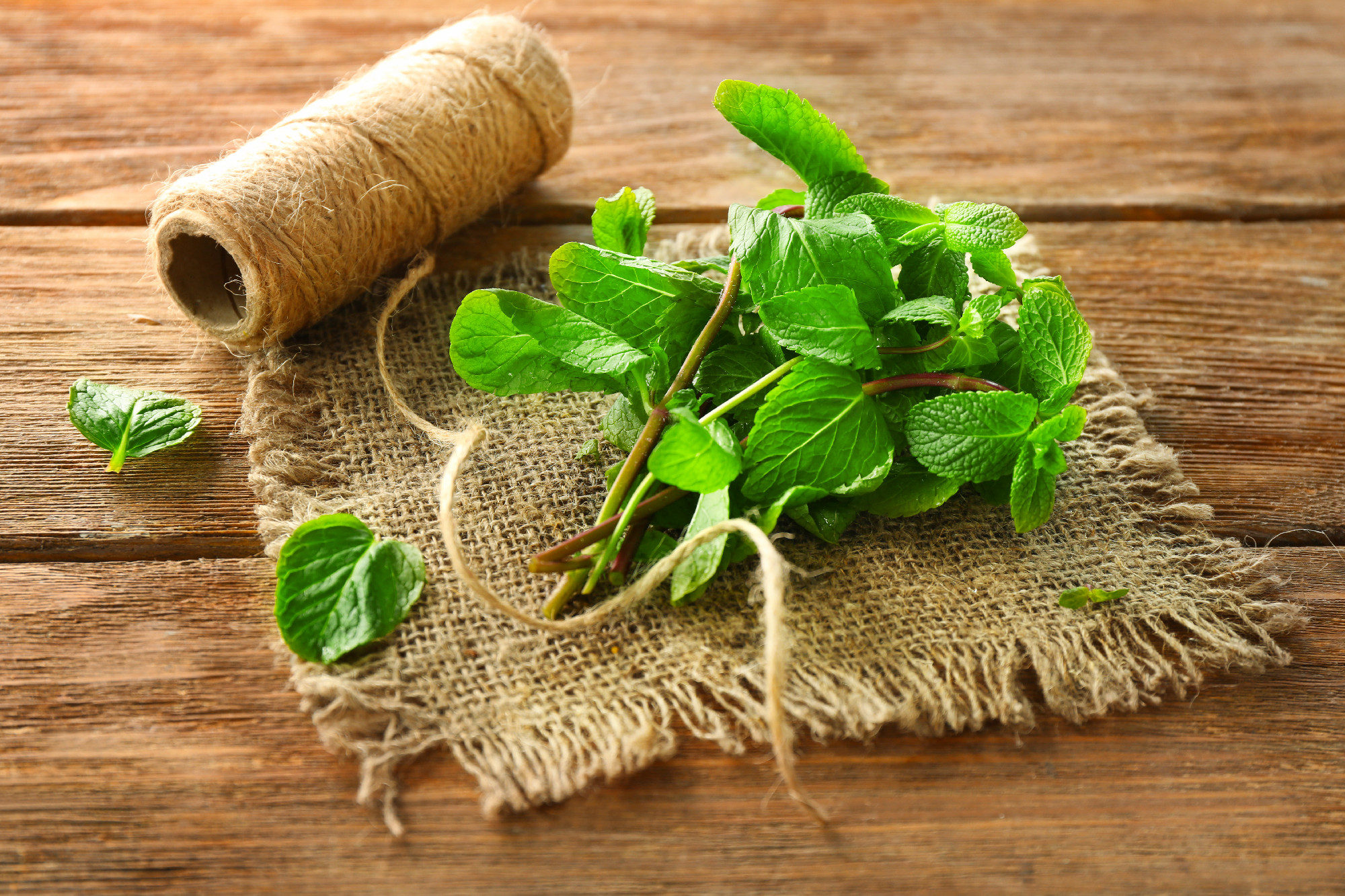 Lemon balm with twine on wooden table�