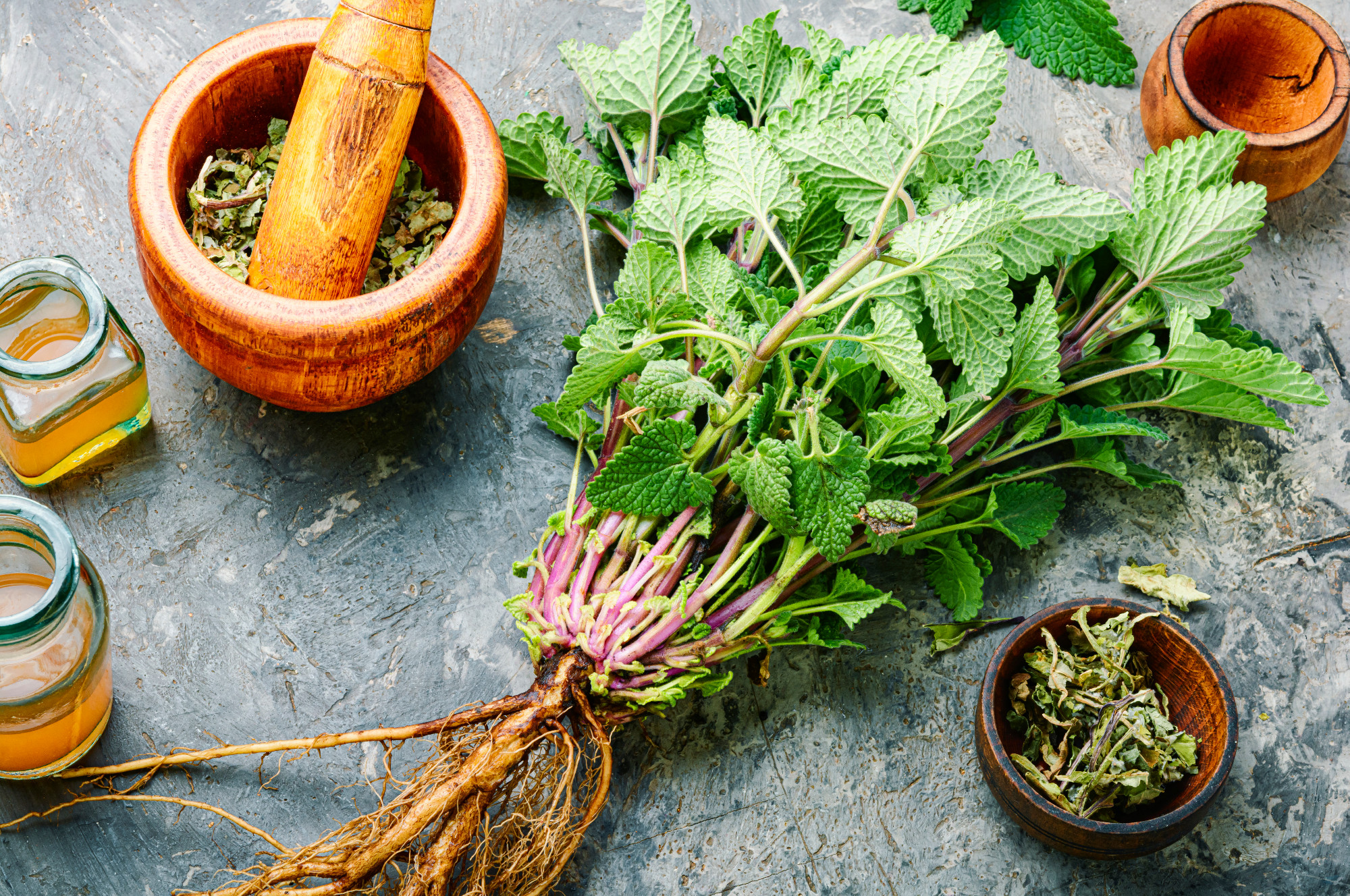 Melissa or lemon balm