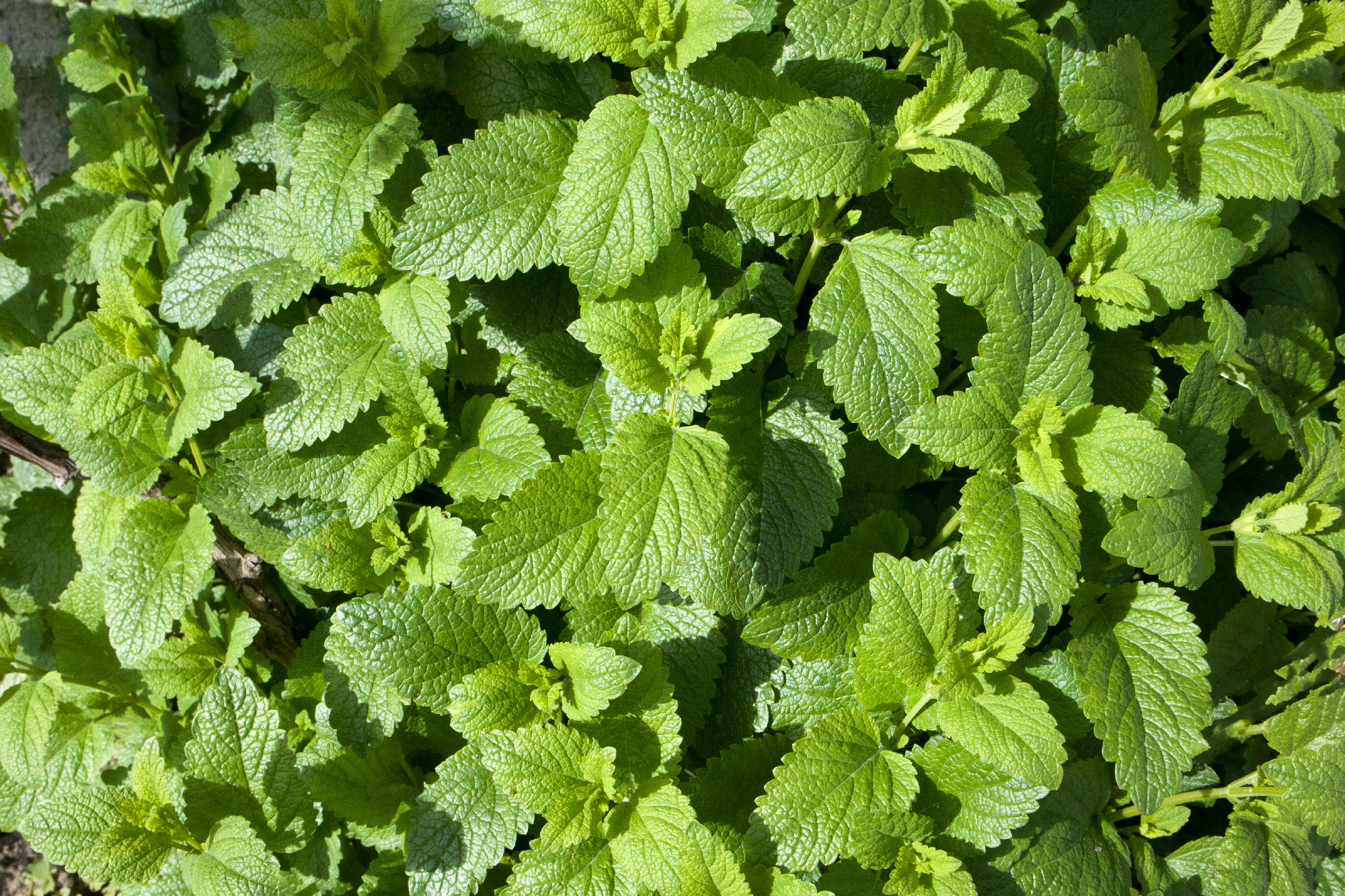 Bright green lemon balm plant leaves, Melissa officinalis close up in garden sunny day
