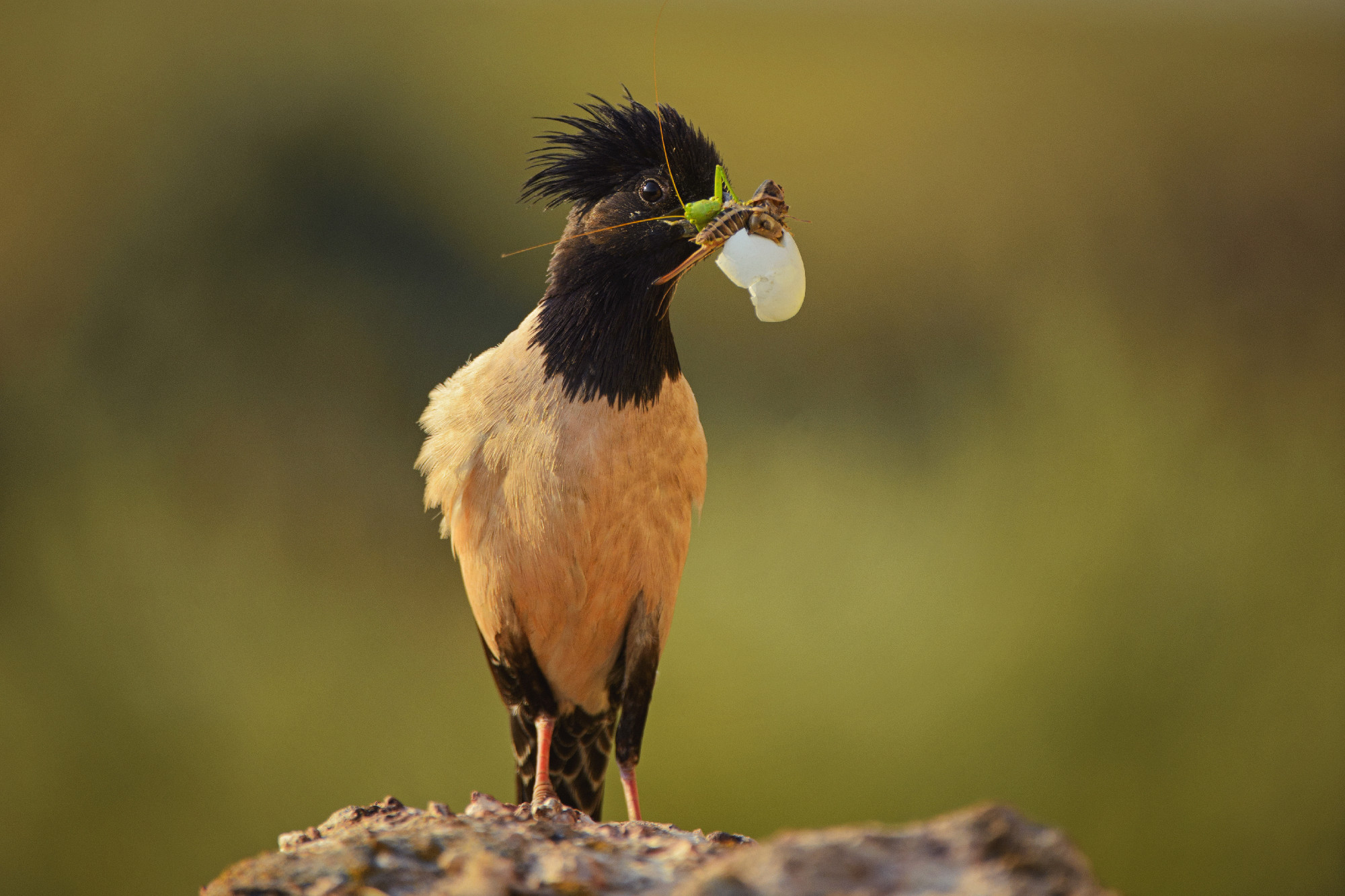 Rosy Starling with prey on a beautiful background