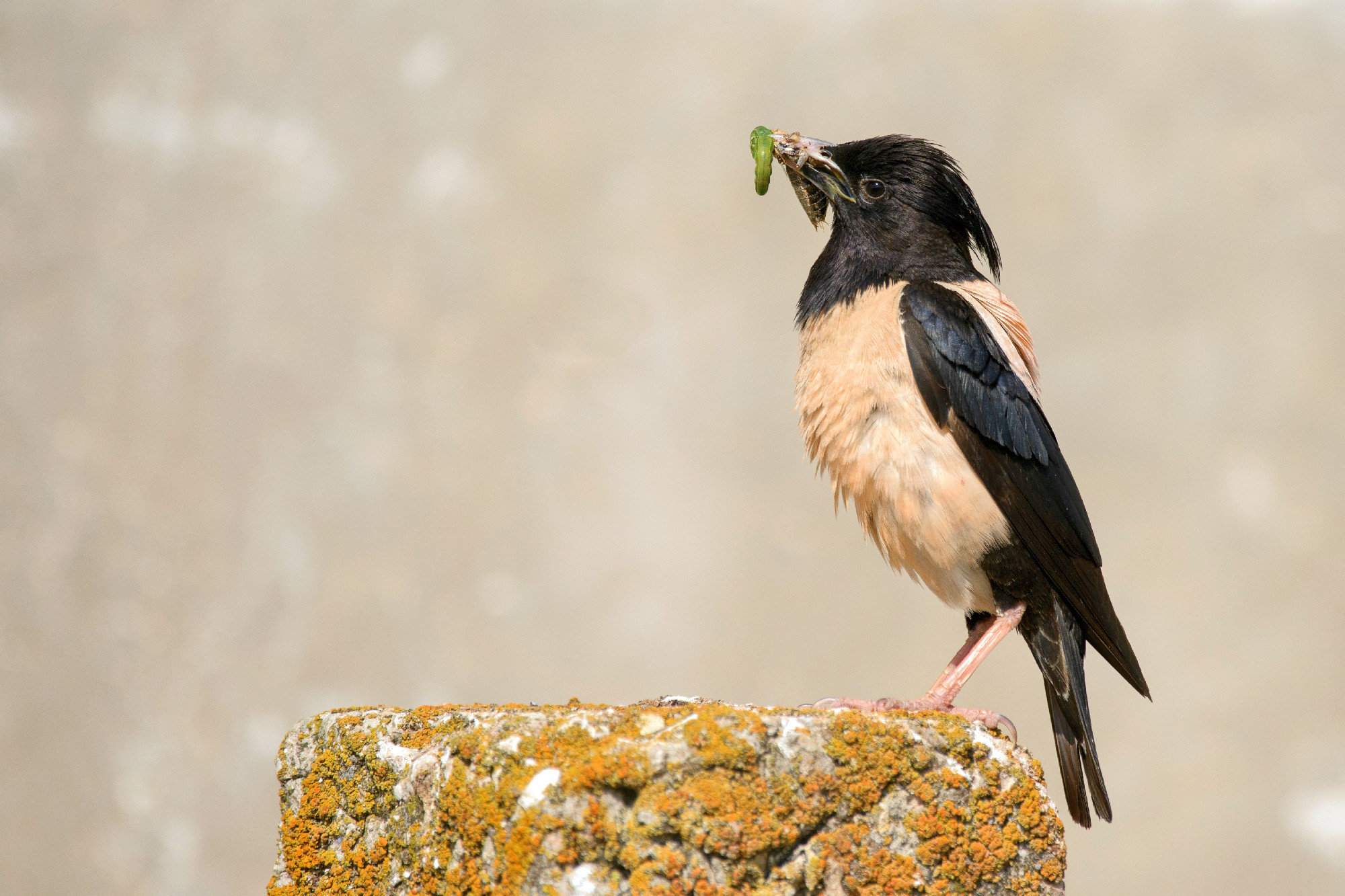 Rosy Starling with prey on a beautiful background