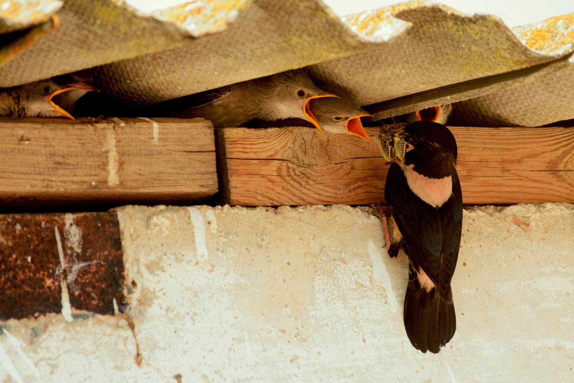rosy Starling feeds its chicks