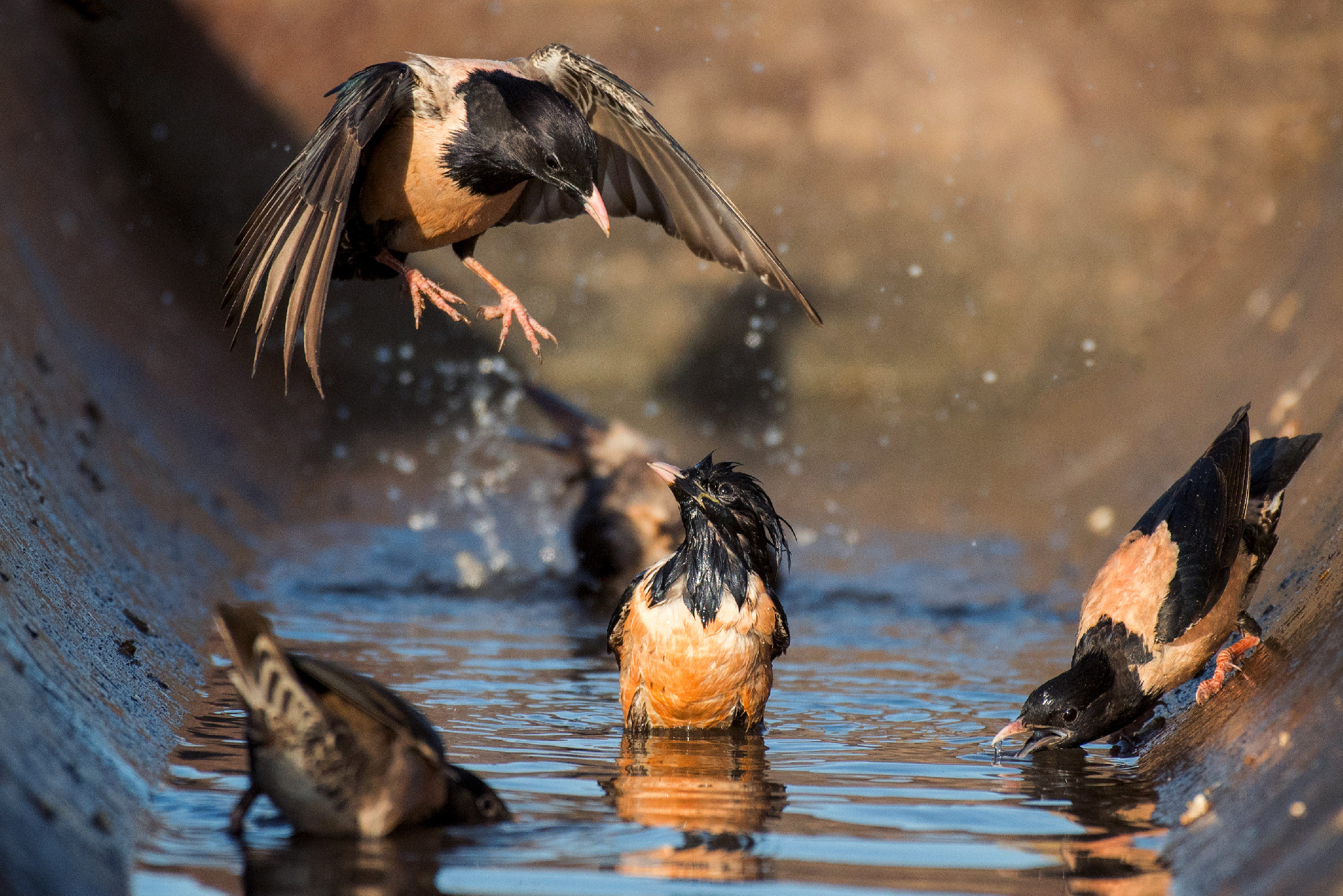 The group of rosy Starling (Sturnus roseus) splashing in the wat
