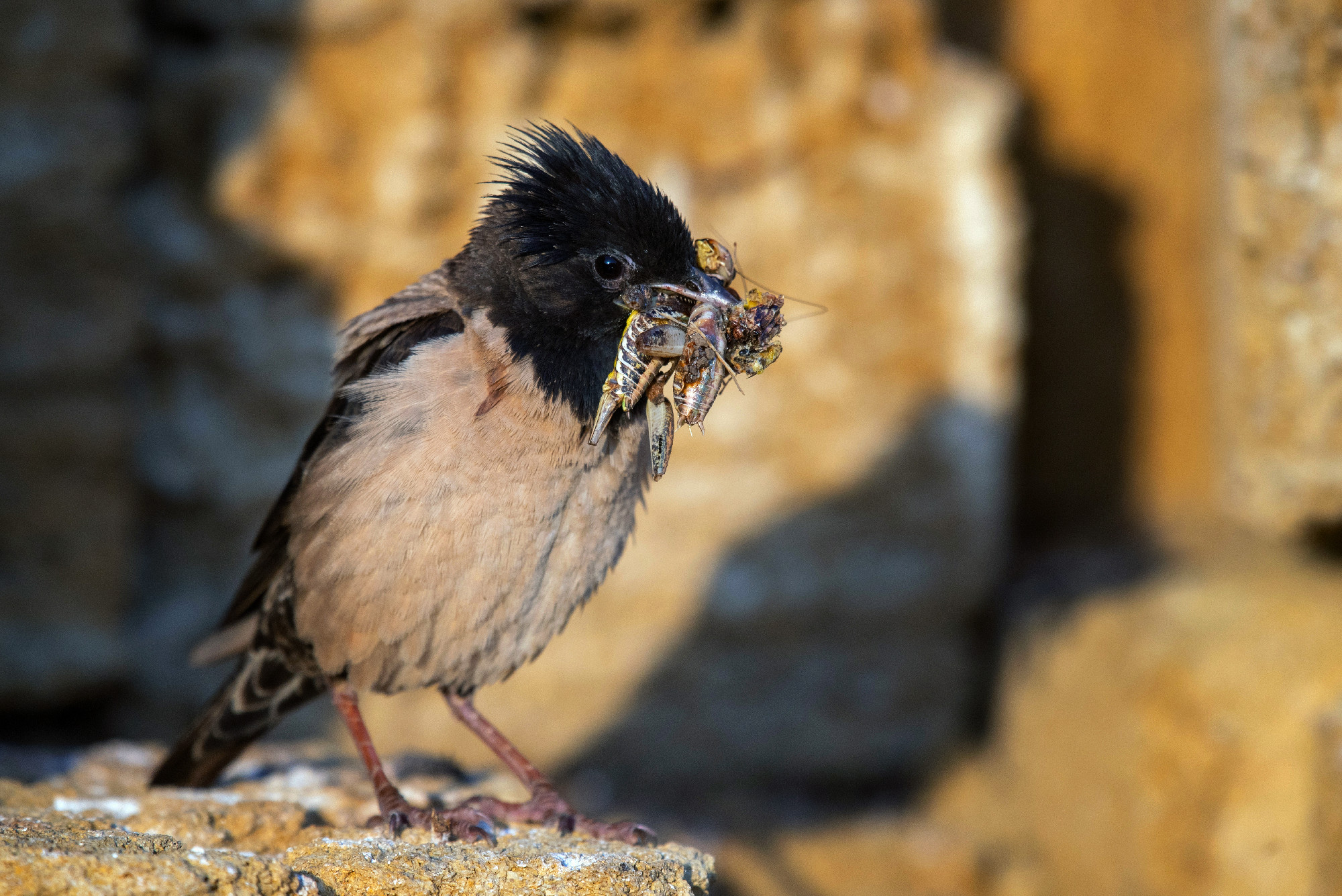 Rosy starling pastor roseus. A bird with insects in its beak