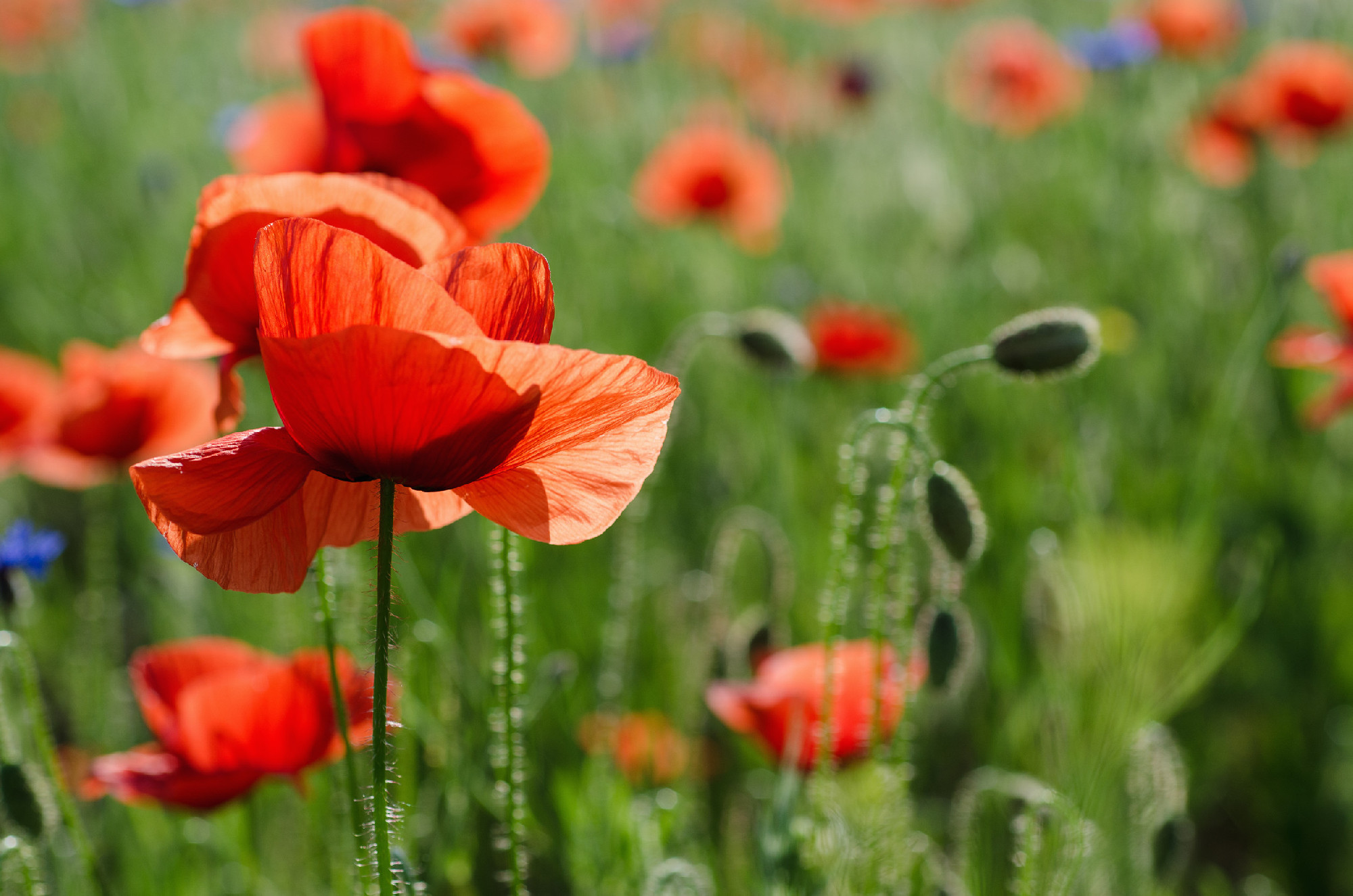 Red spring poppy