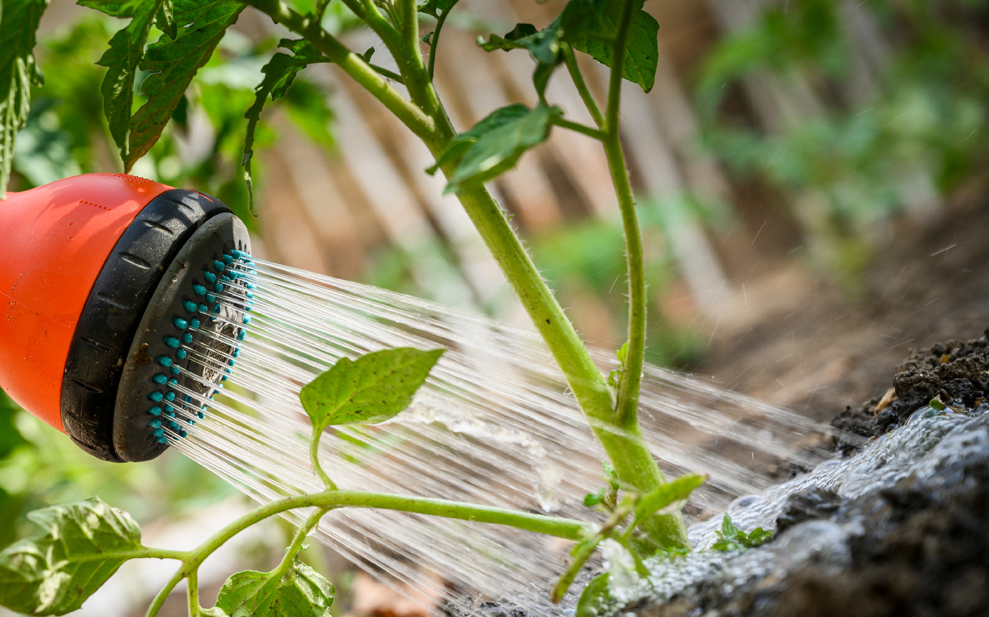 Watering seedling tomato in vegetable garden