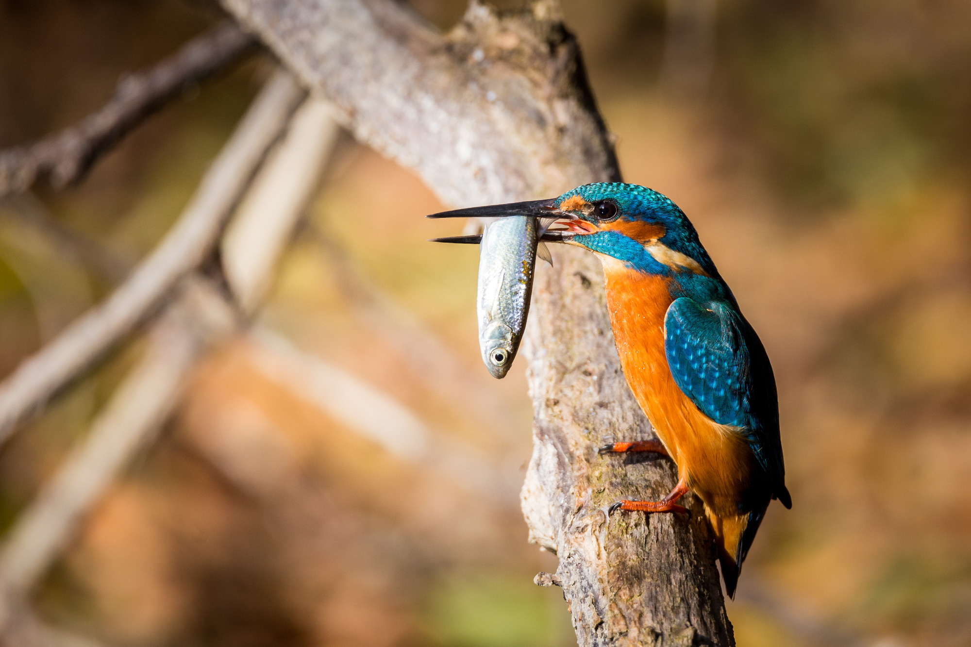 kingfisher eating beautiful color in blue and brown